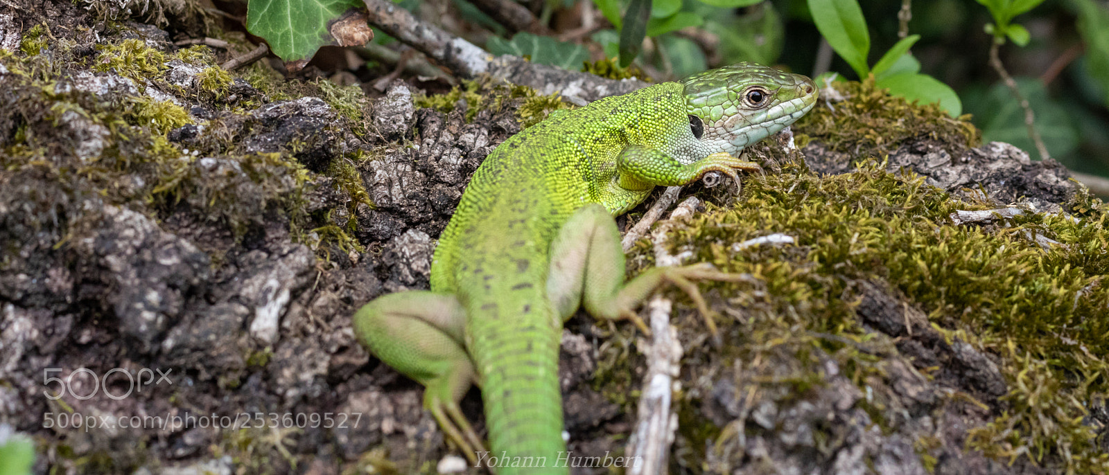 Canon EOS 750D (EOS Rebel T6i / EOS Kiss X8i) sample photo. Lacerta bilineata photography