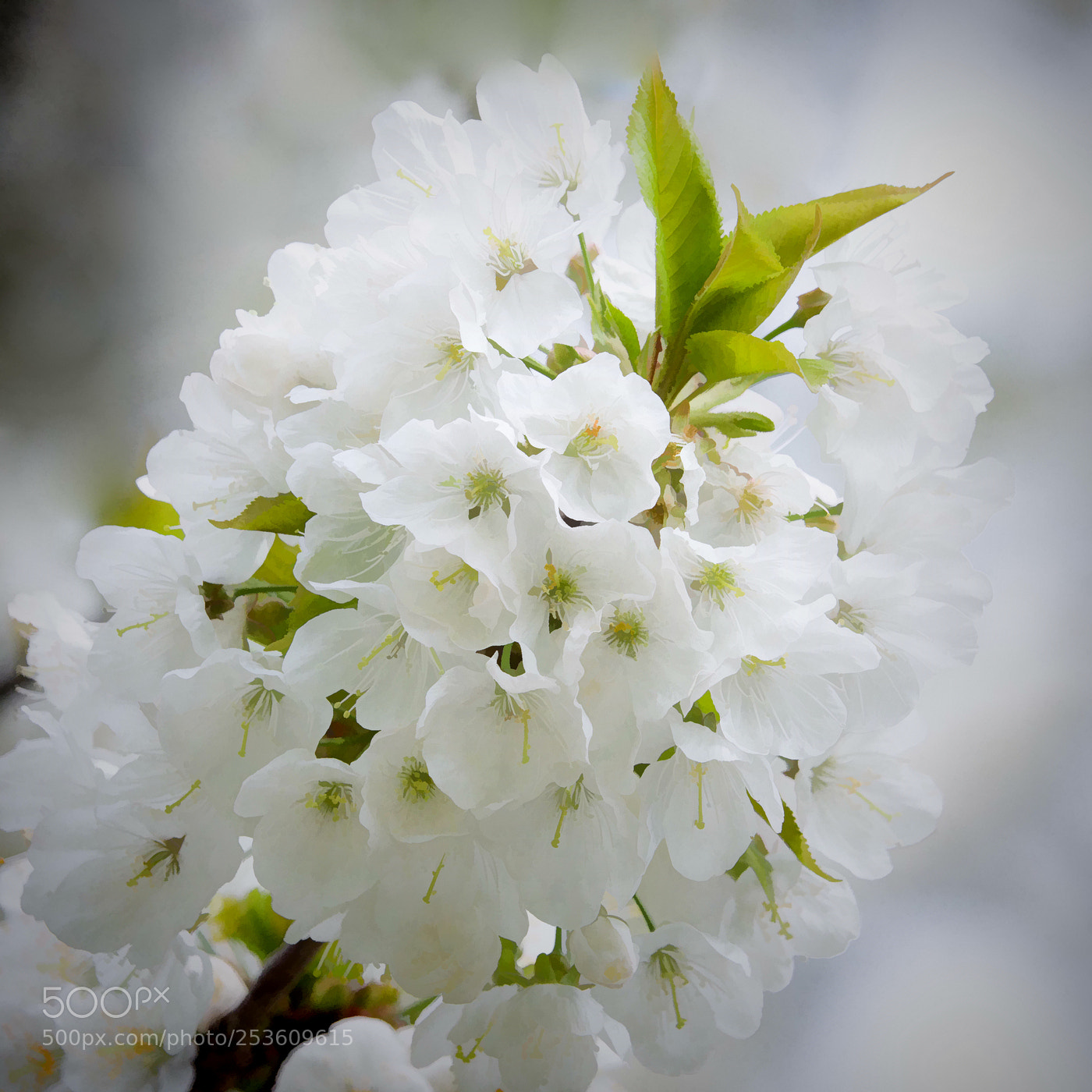 Sony Cyber-shot DSC-RX10 IV sample photo. ... kirschblüte ... photography