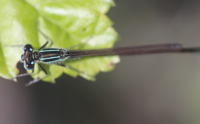 Tamron SP AF 90mm F2.8 Di Macro sample photo. Blue dragonfly photography