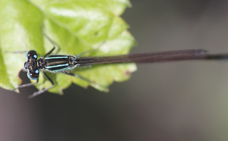 Canon EOS 700D (EOS Rebel T5i / EOS Kiss X7i) sample photo. Blue dragonfly photography