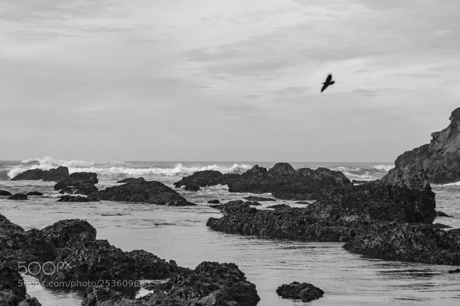 Canon EOS 600D (Rebel EOS T3i / EOS Kiss X5) sample photo. Bird over ocean photography