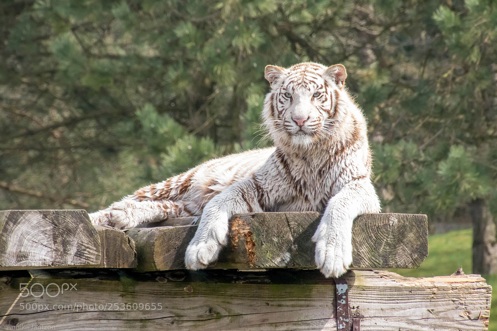 Canon EOS 7D Mark II sample photo. Weißer tiger photography