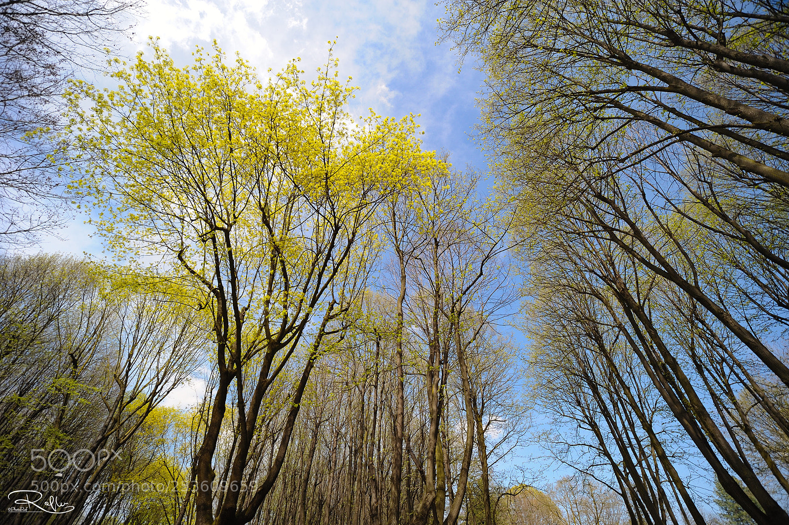 Nikon D3 sample photo. Monza park photography