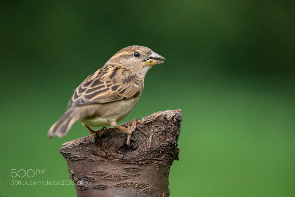 Canon EOS 5D Mark IV sample photo. Bird photography