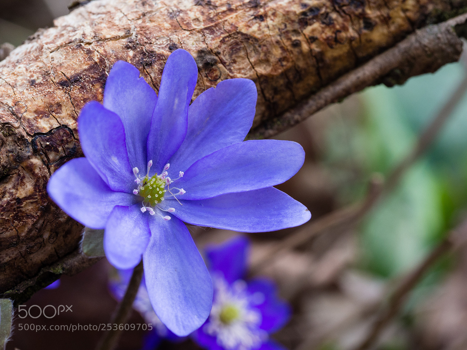 Olympus OM-D E-M10 II sample photo. Hepatica flower photography