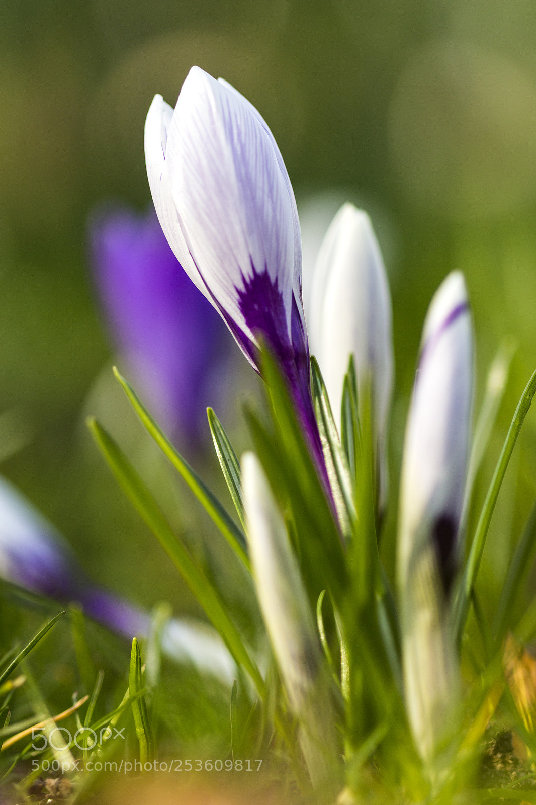 Canon EOS 700D (EOS Rebel T5i / EOS Kiss X7i) sample photo. White and purple crocus photography