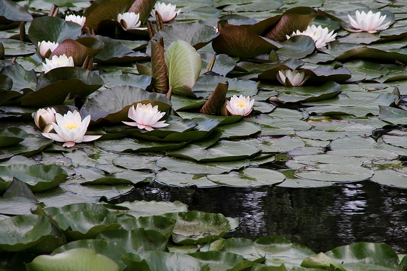 Canon EOS 700D (EOS Rebel T5i / EOS Kiss X7i) sample photo. Nymphaeas photography