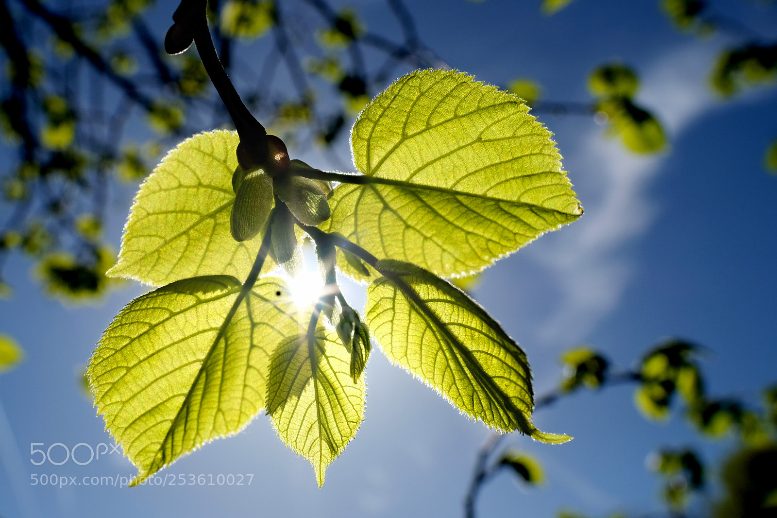 Fujifilm X-T20 sample photo. Frühlingserwachen photography