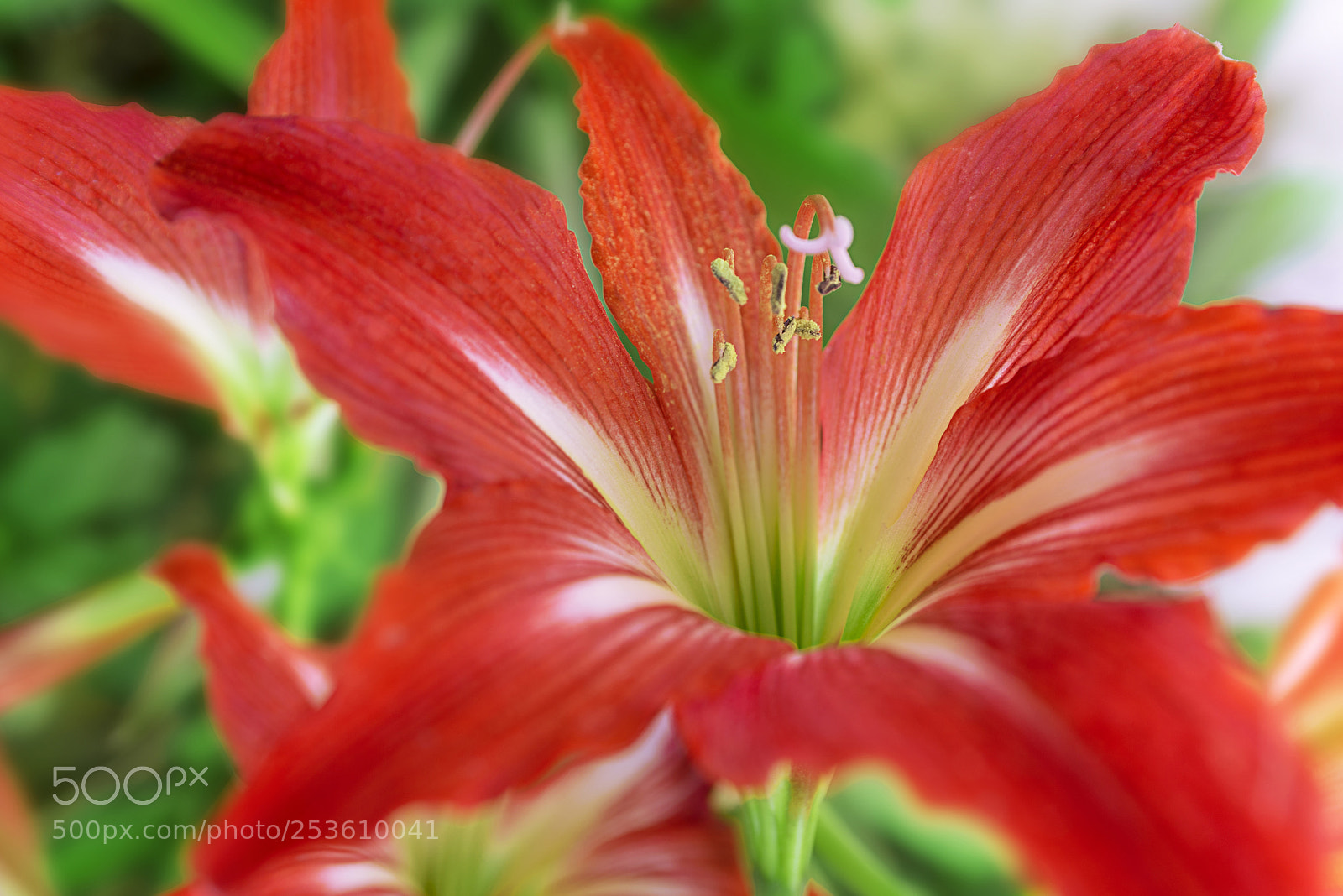 Nikon D600 sample photo. Beautiful nature creation photography