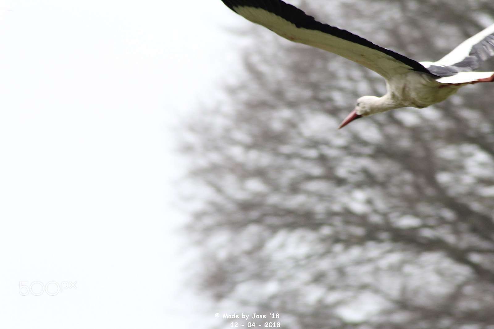 Canon EOS 550D (EOS Rebel T2i / EOS Kiss X4) + Tamron AF 70-300mm F4-5.6 Di LD Macro sample photo. Flying stork photography