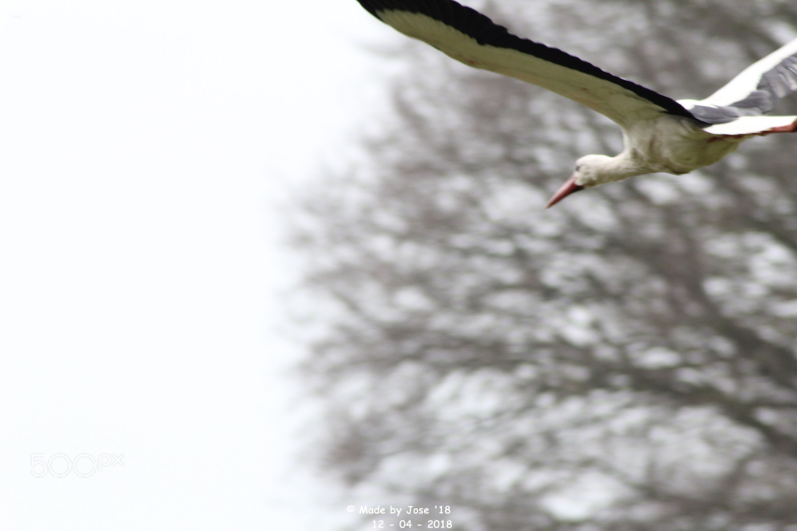 Canon EOS 550D (EOS Rebel T2i / EOS Kiss X4) sample photo. Flying stork photography