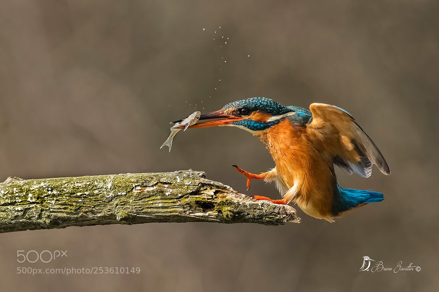Nikon D500 sample photo. Kingfisher photography