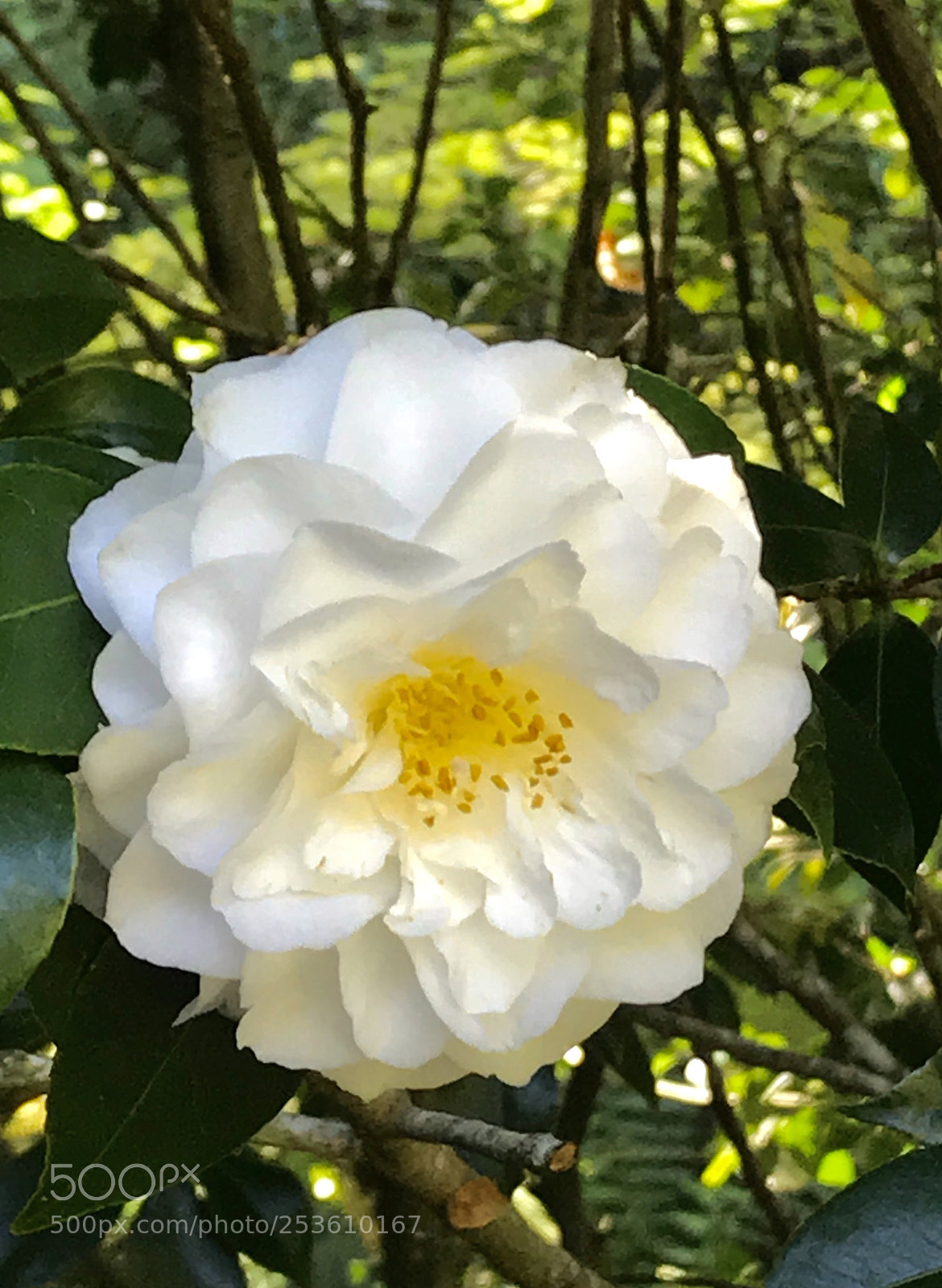 Apple iPhone 7 Plus sample photo. April camellia, mill valley photography