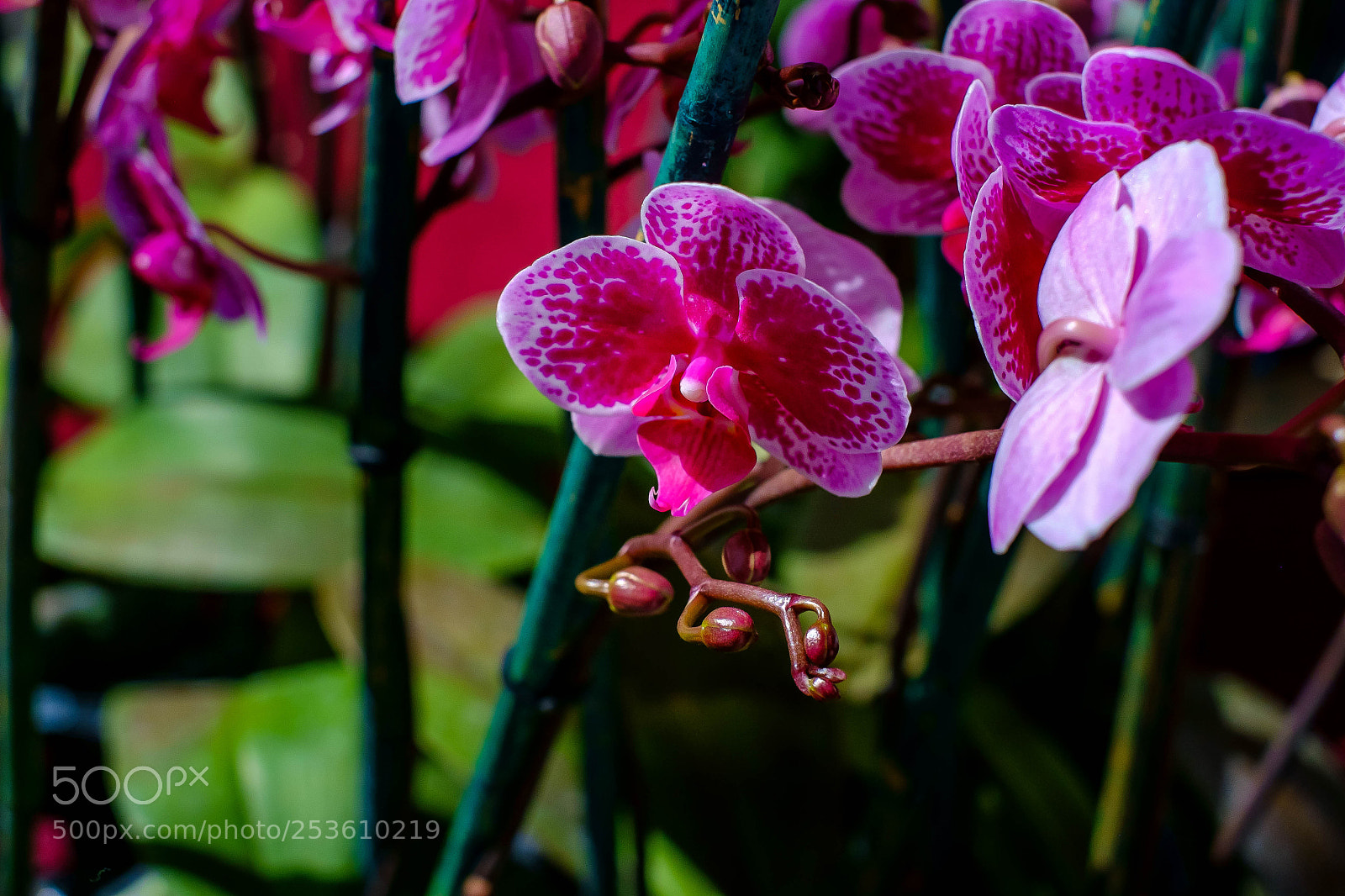 Fujifilm X-Pro1 sample photo. Purple orchid photography