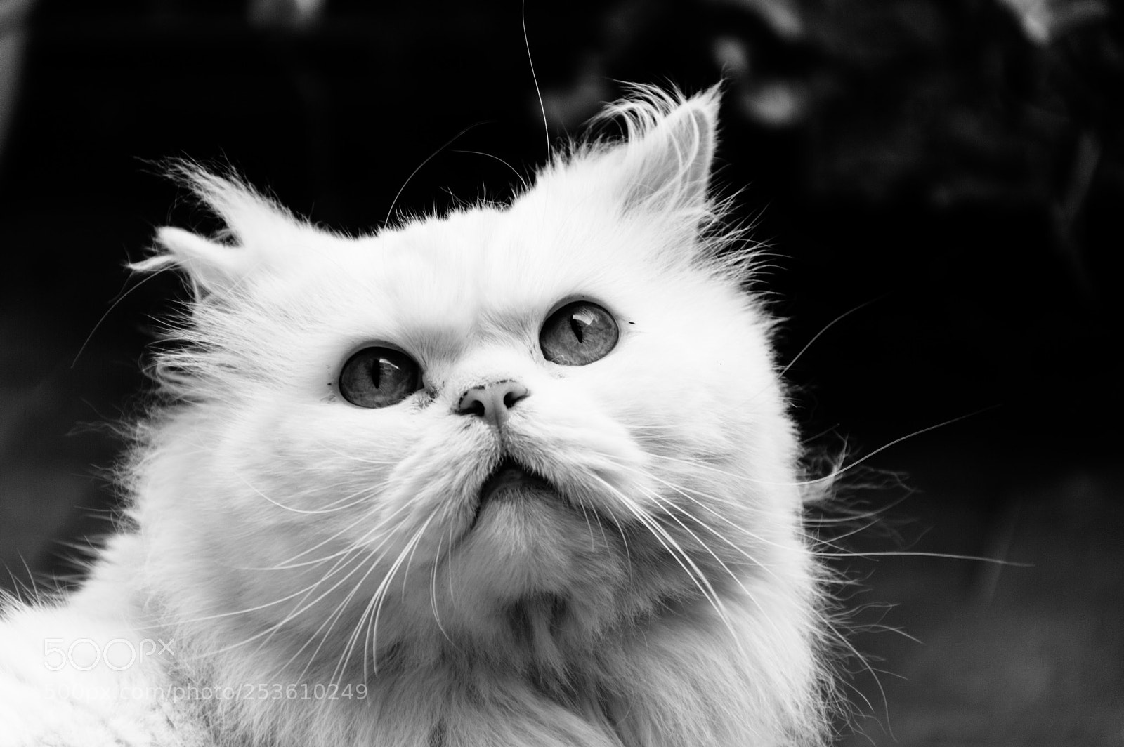 Nikon D3200 sample photo. Pretty cat photography