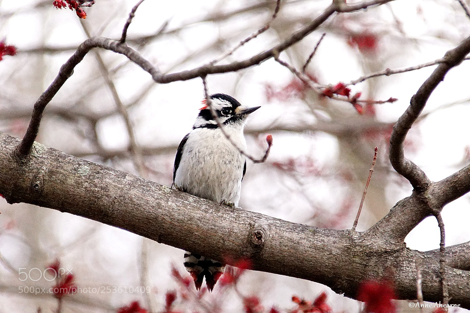 Sony ILCA-77M2 sample photo. Male downy woodpecker photography
