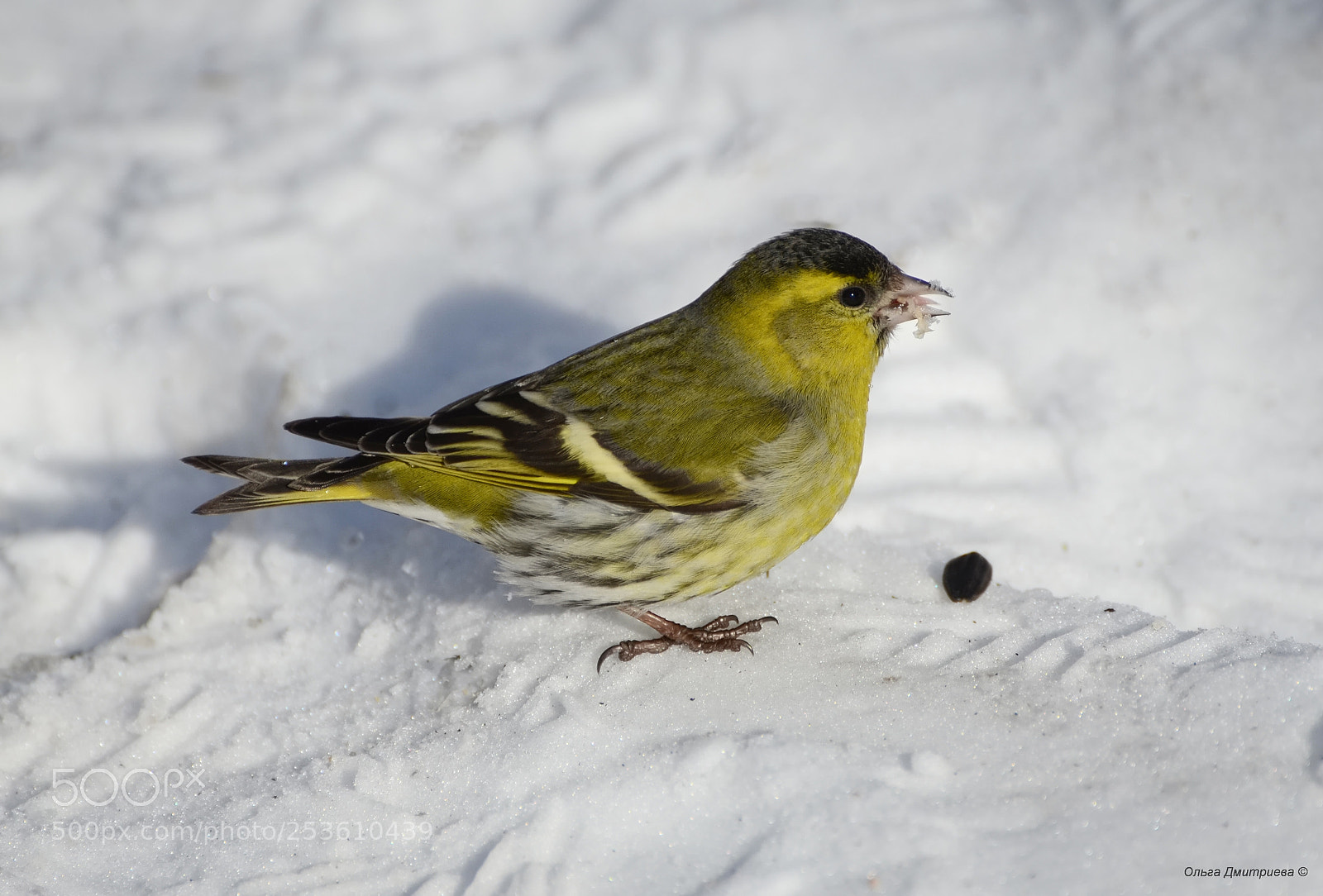 Nikon D7000 sample photo. *** photography