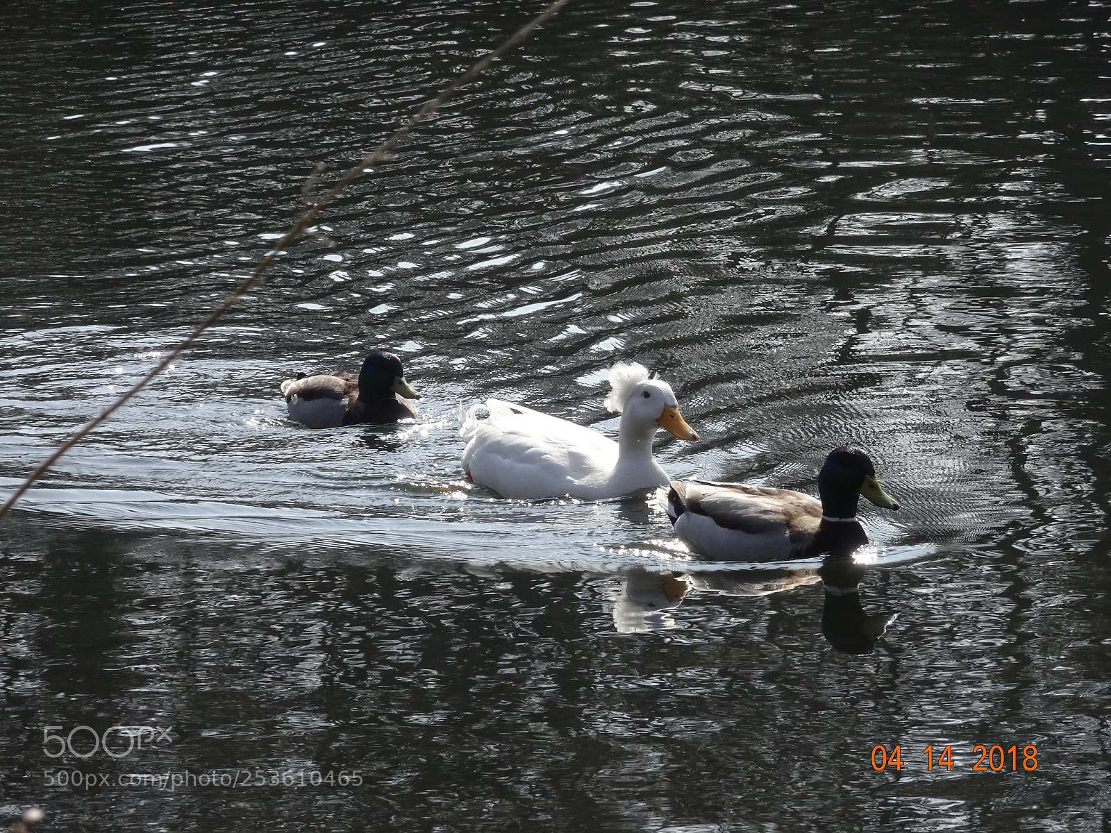 Sony Cyber-shot DSC-HX90V sample photo. Untitled photography