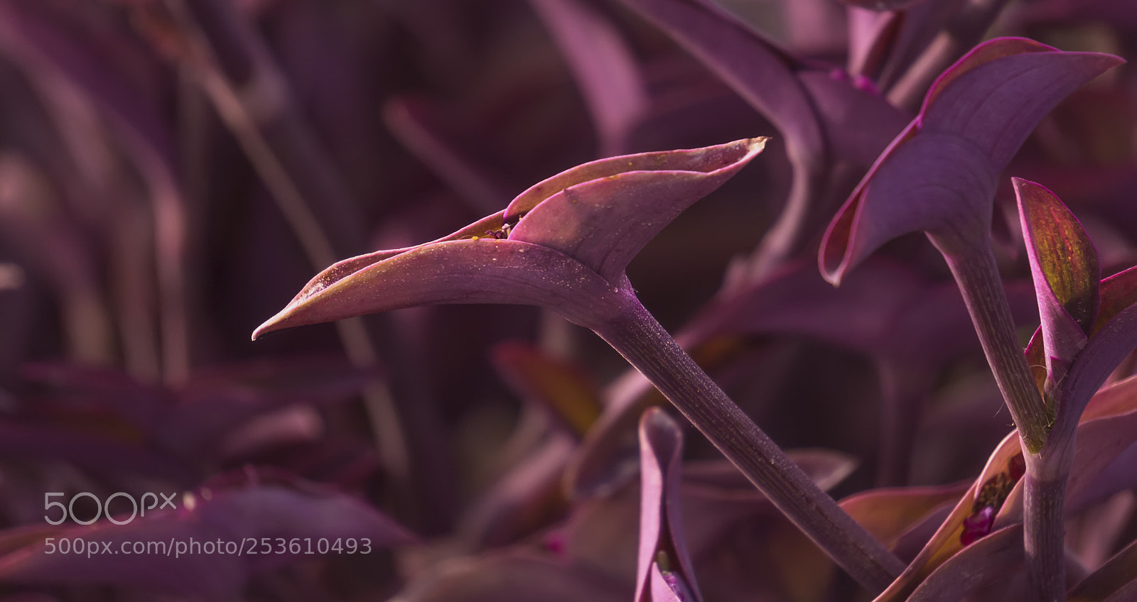 Sony Alpha NEX-5N sample photo. Nature photography