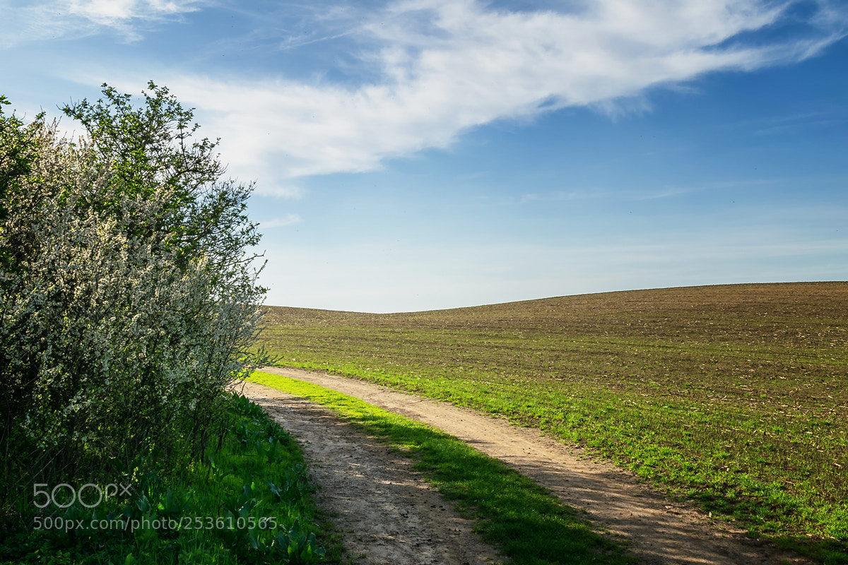 Nikon D5300 sample photo. Spring photography