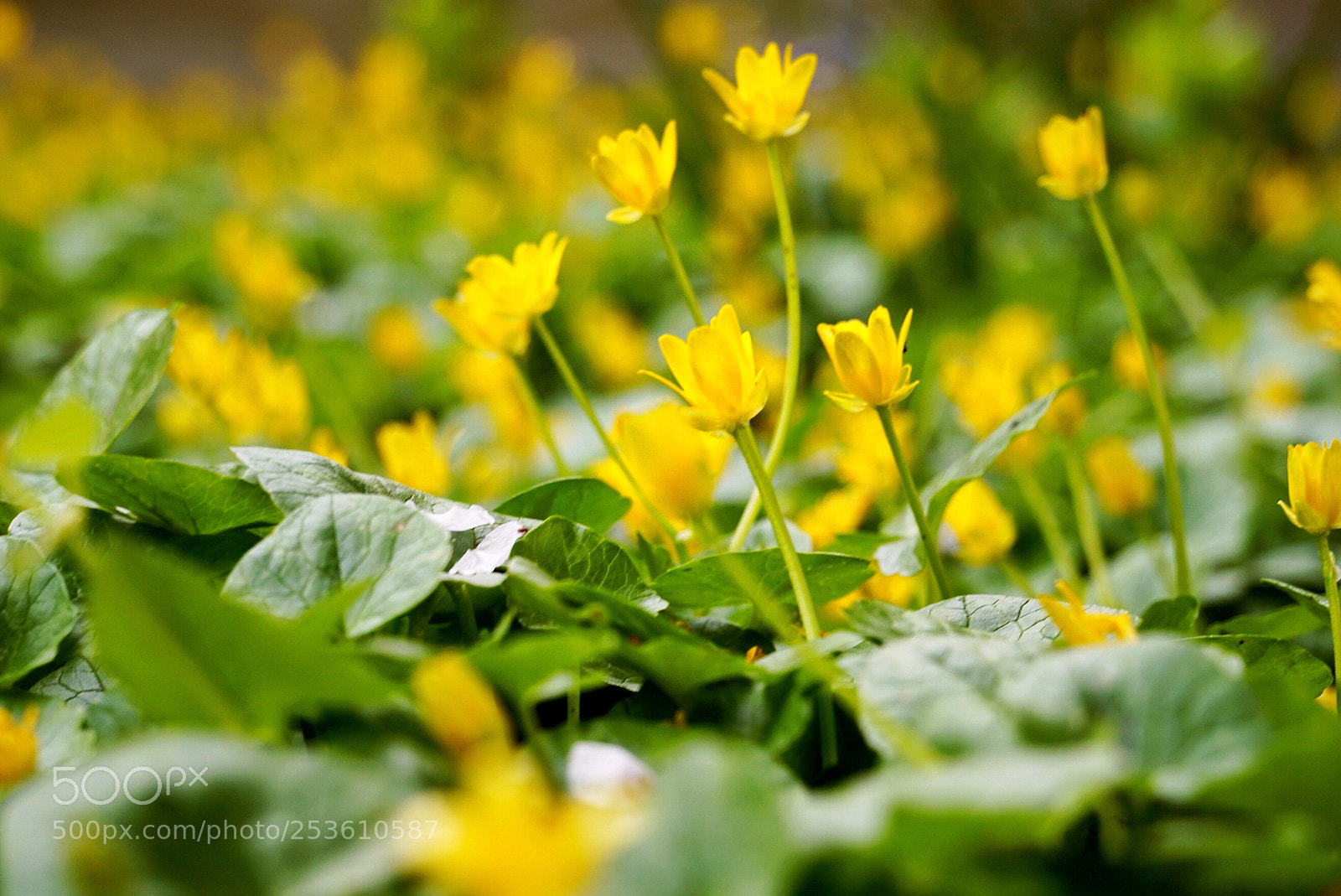 Sony a6000 sample photo. Waking of spring photography