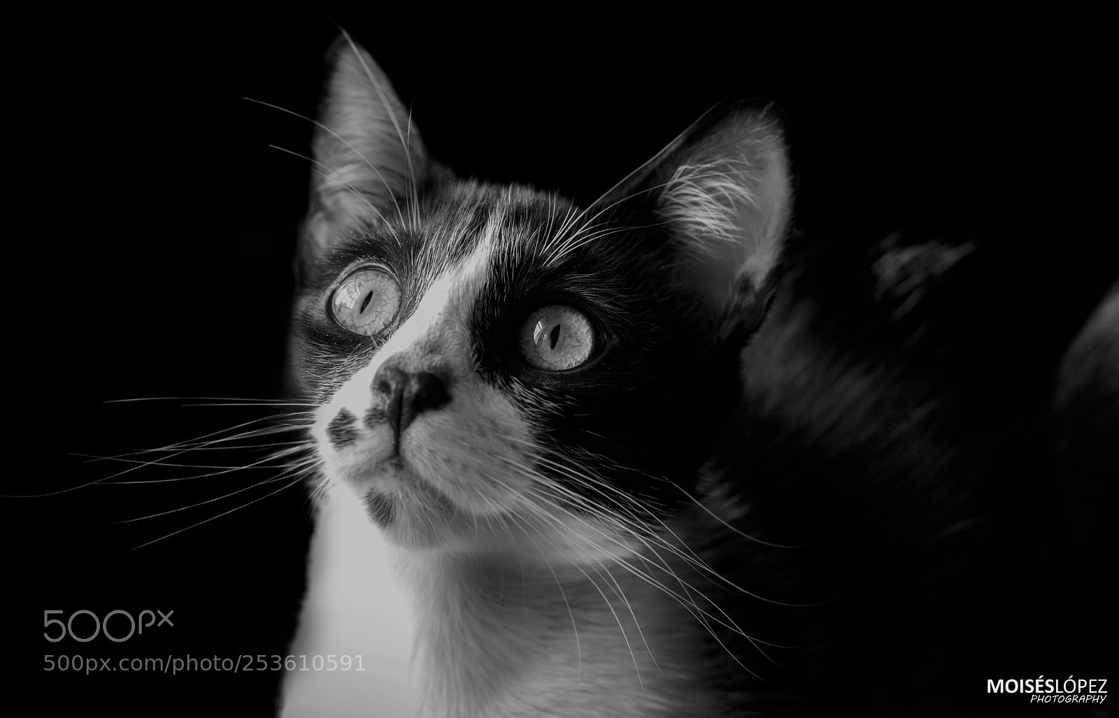 Canon EOS 80D sample photo. Shiva low key photography
