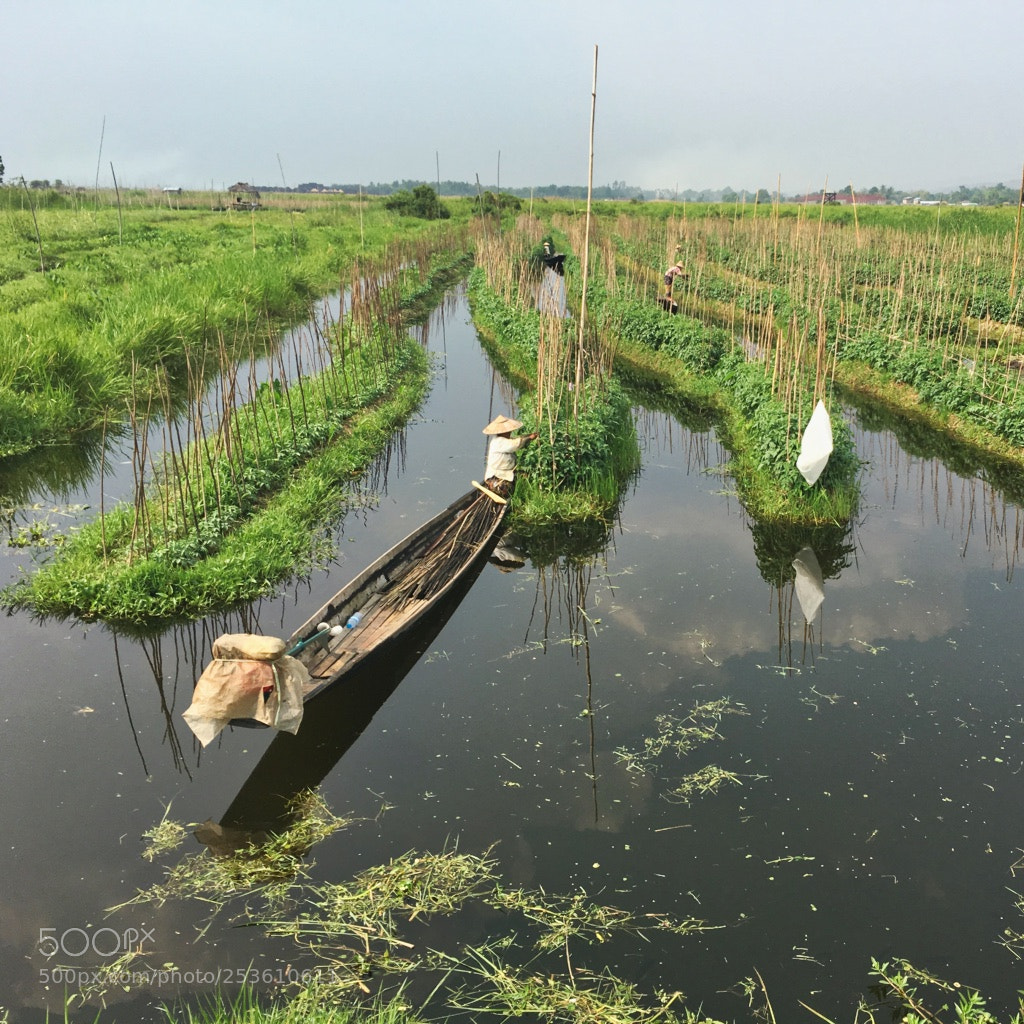 Apple iPhone 6s sample photo. Floating garden, inle lake photography