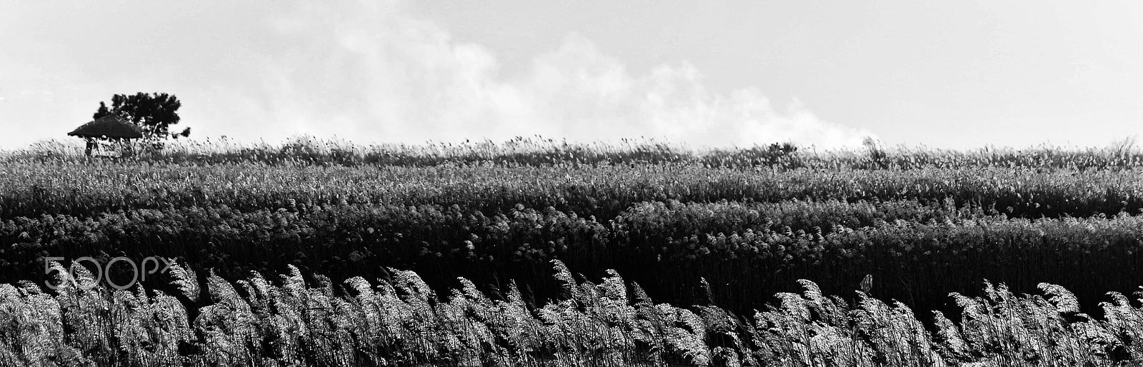 Canon EOS 100D (EOS Rebel SL1 / EOS Kiss X7) sample photo. The suncheon bay in korea photography