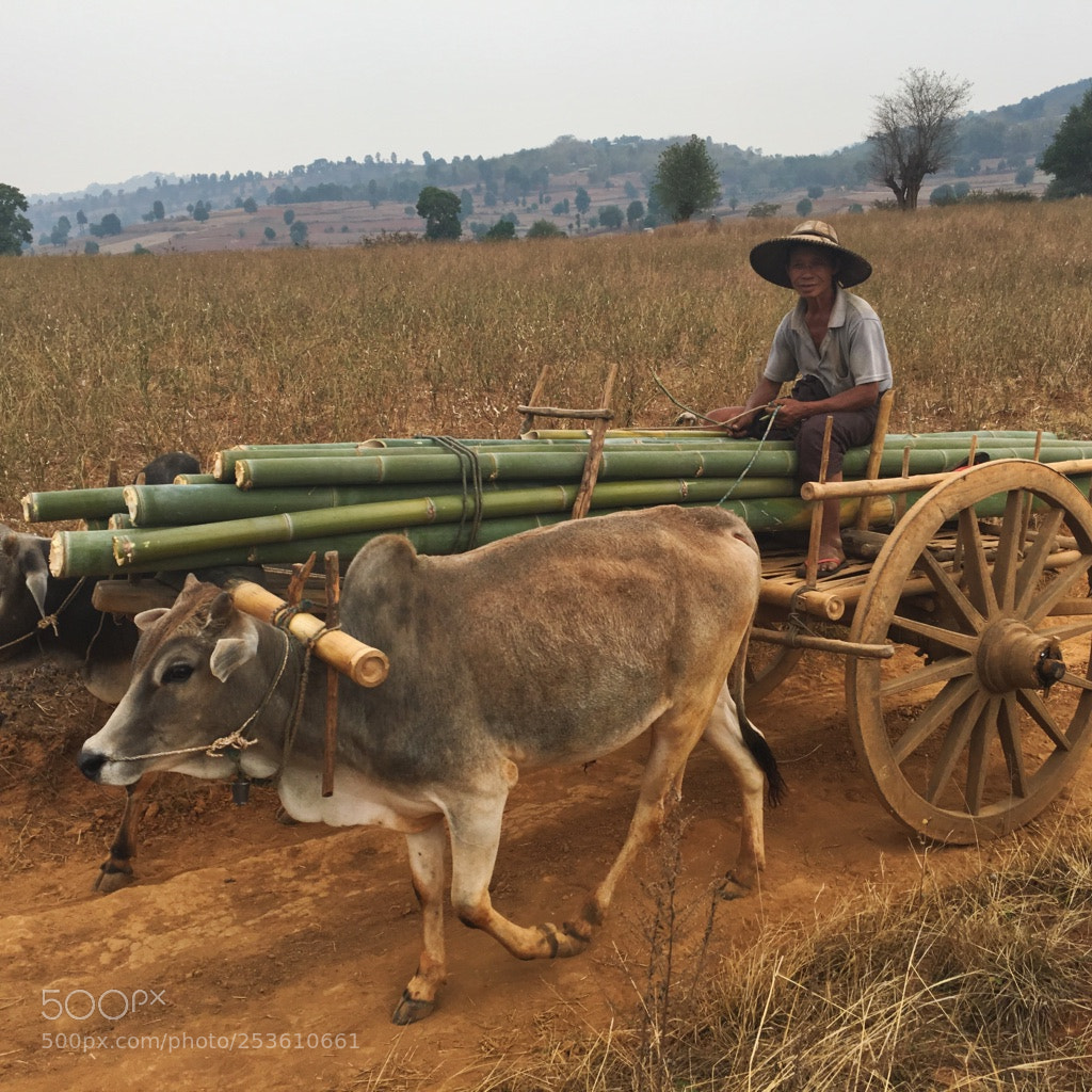 Apple iPhone 6s sample photo. Trek between kalaw and photography