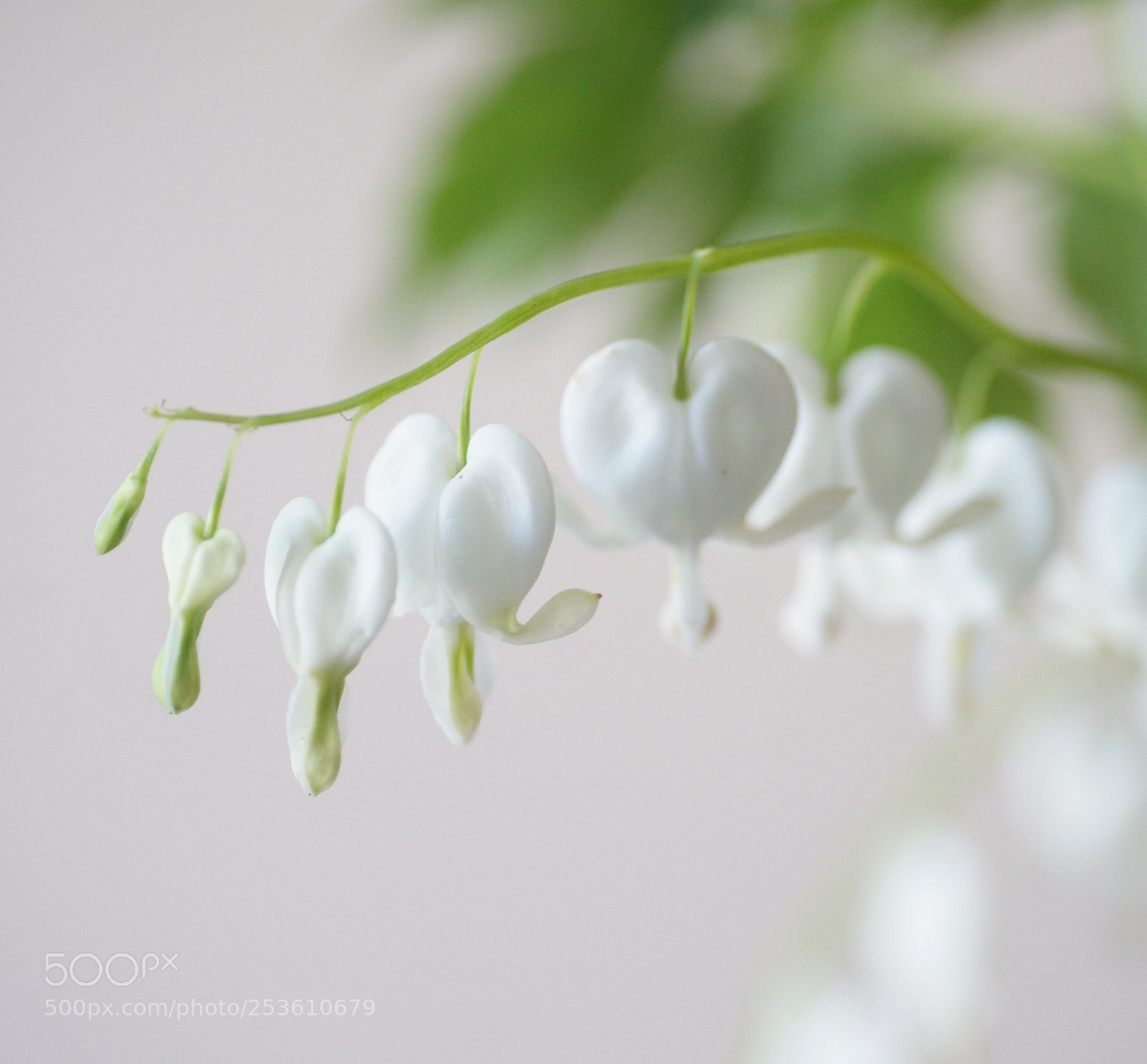 Sony Alpha DSLR-A850 sample photo. Dicentra photography