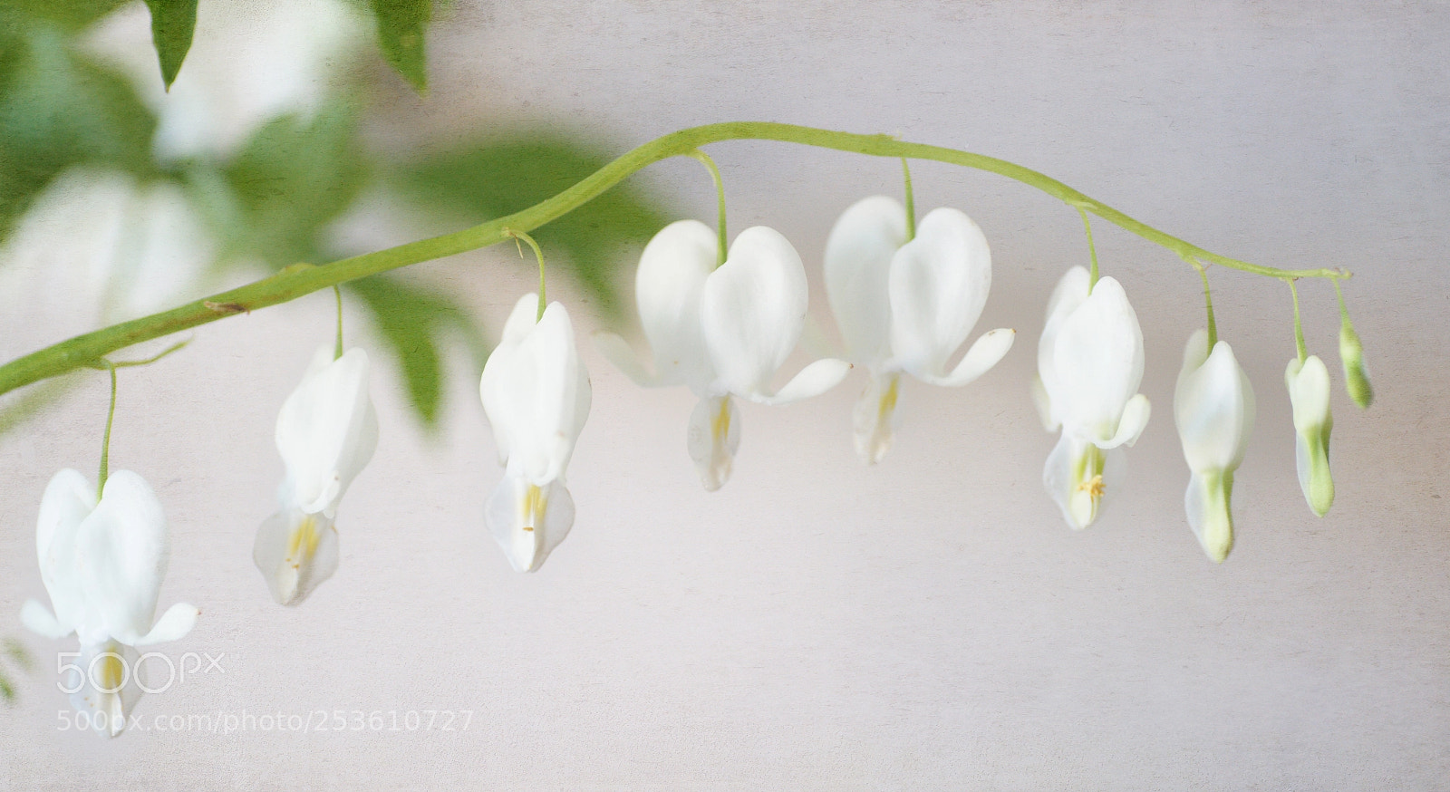 Sony Alpha DSLR-A850 sample photo. Dicentra photography