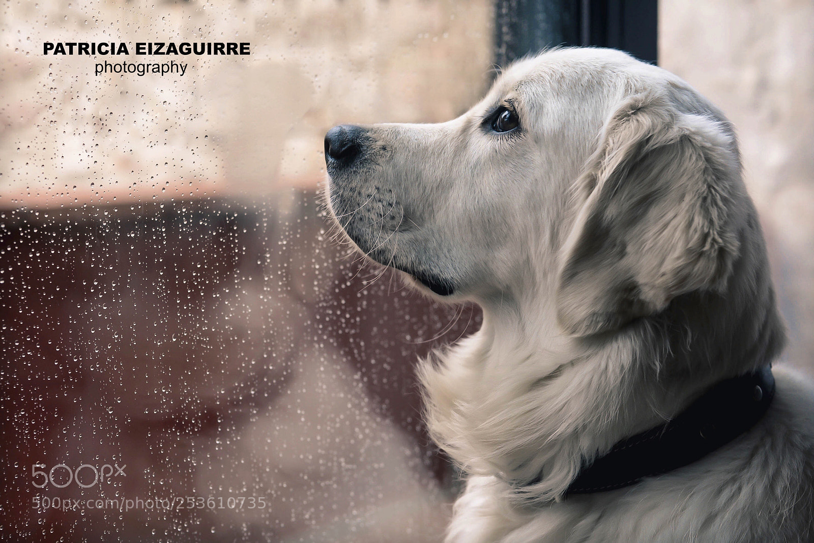 Nikon D610 sample photo. Is raining photography