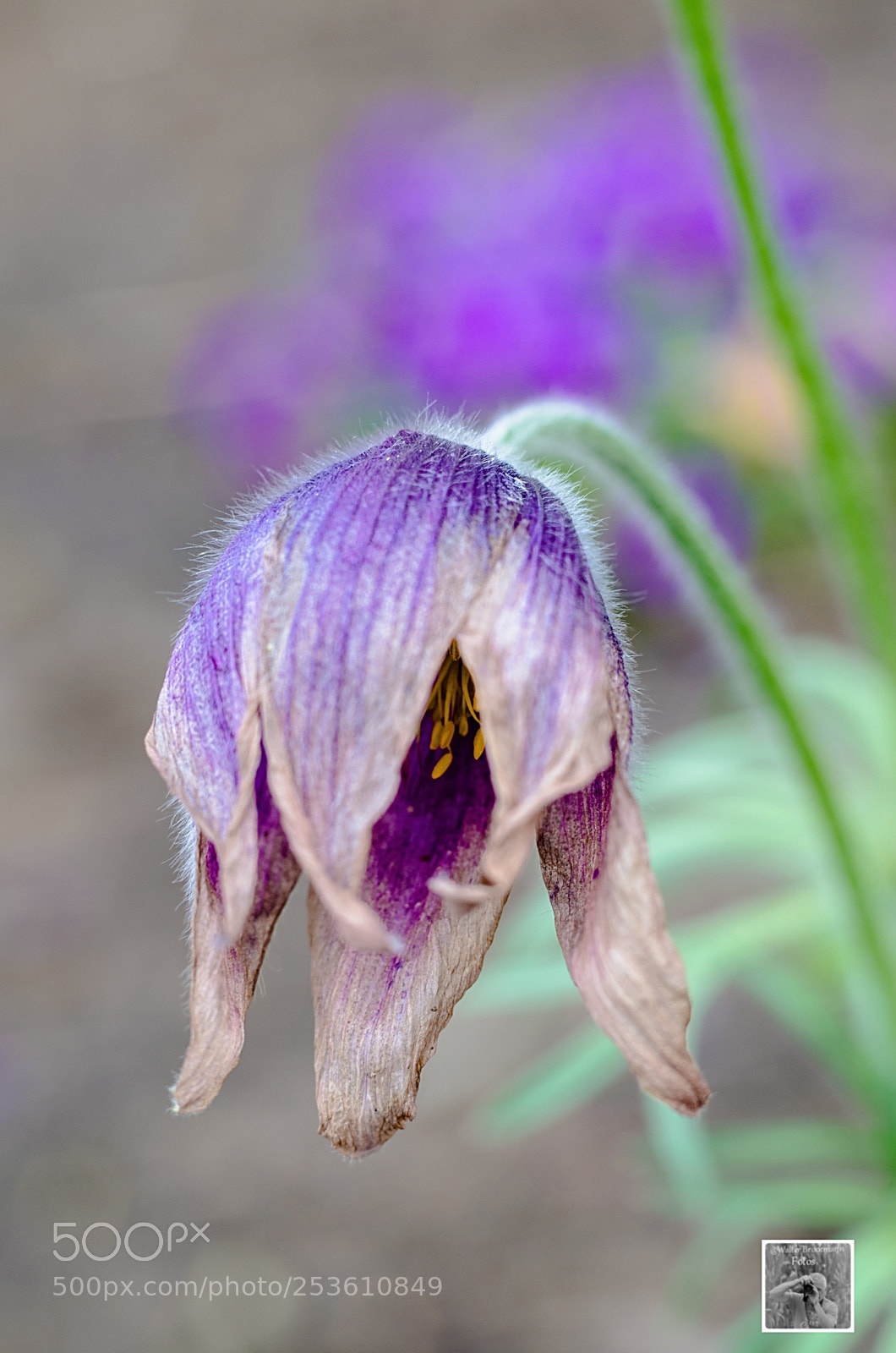 Nikon D7000 sample photo. Pentacon auto 50mm 1.8 photography