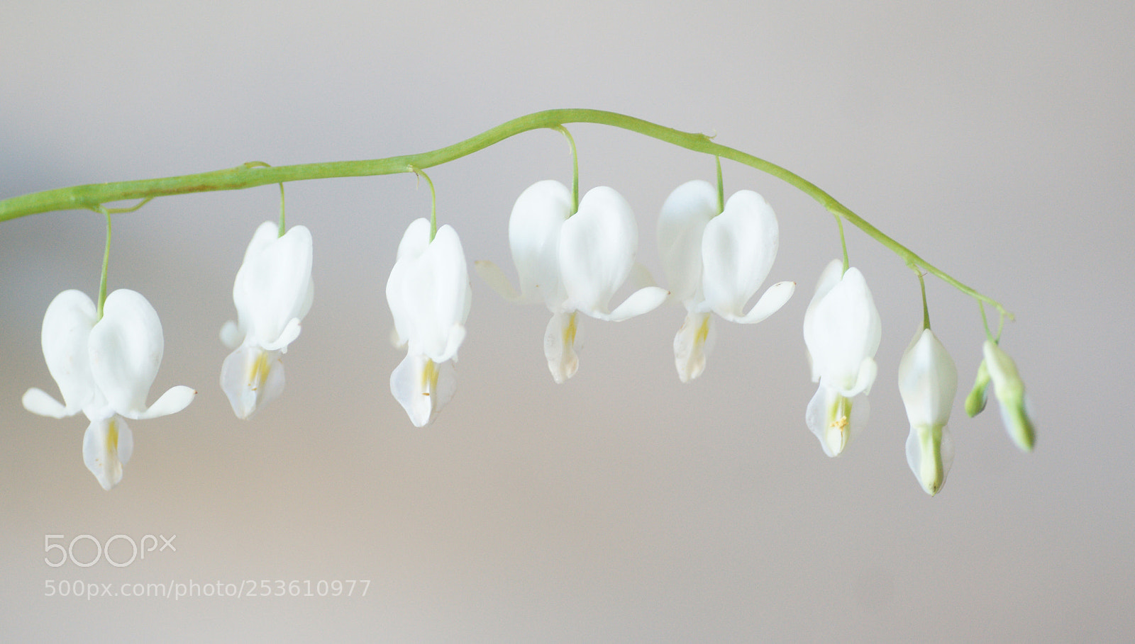 Sony Alpha DSLR-A850 sample photo. Dicentra in white photography