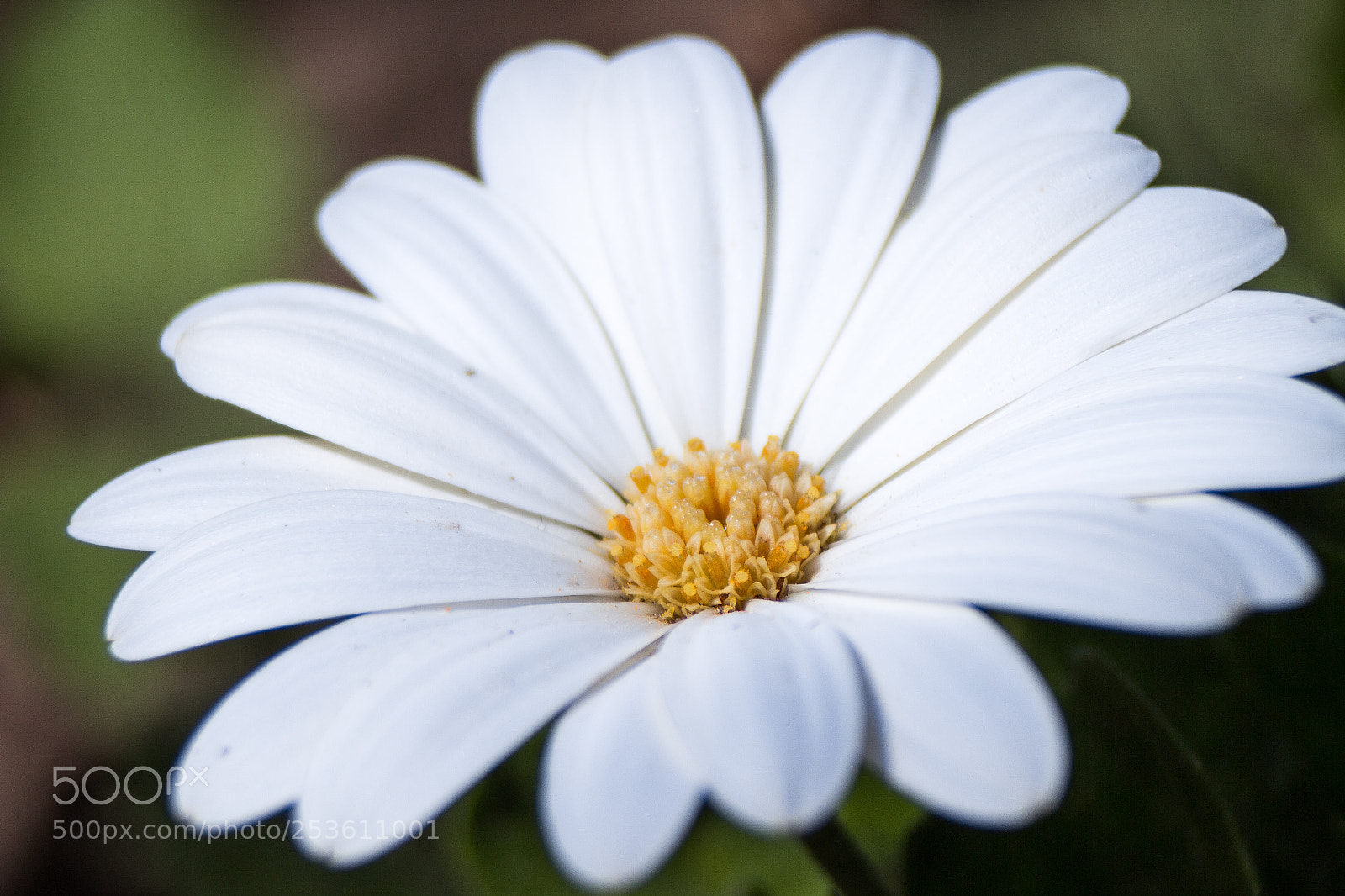 Canon EOS 700D (EOS Rebel T5i / EOS Kiss X7i) sample photo. Daisy photography