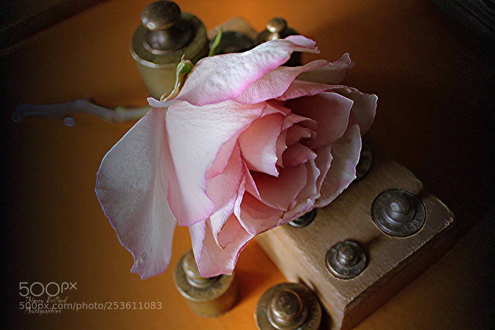 Canon EOS 600D (Rebel EOS T3i / EOS Kiss X5) sample photo. Rose rose et poids photography