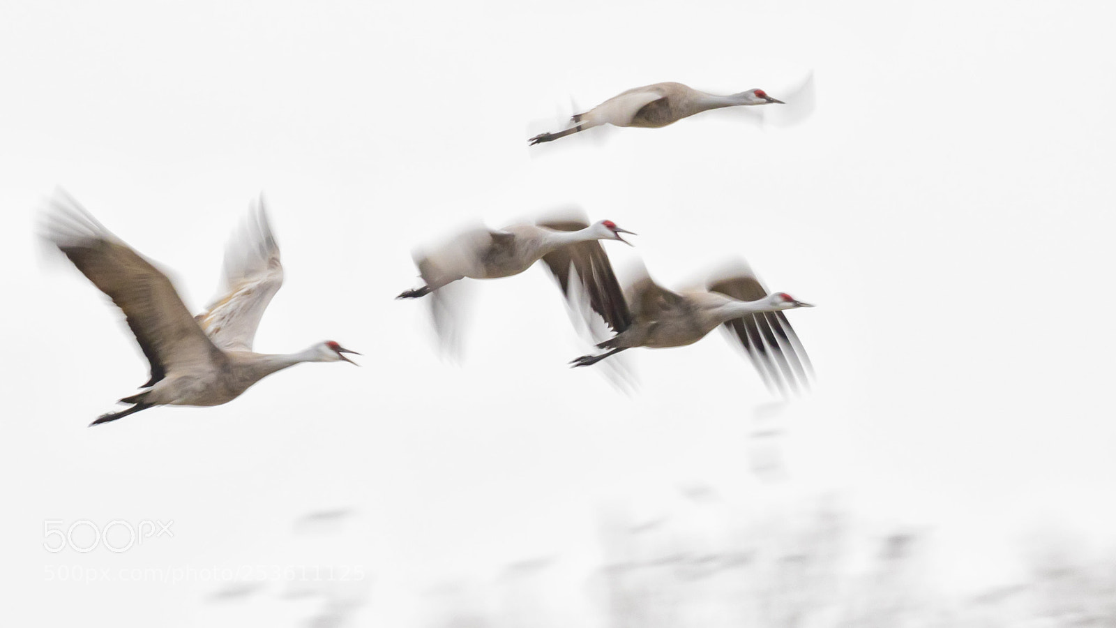 Canon EOS 7D Mark II sample photo. Sandhill cranes photography