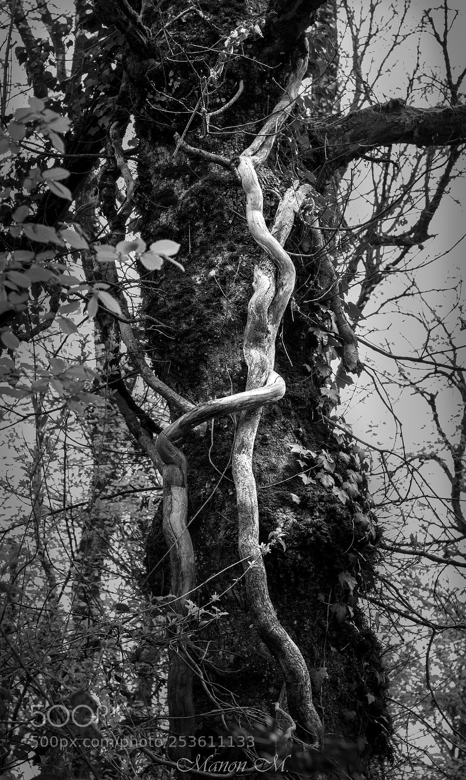 Canon EOS 750D (EOS Rebel T6i / EOS Kiss X8i) sample photo. Magical tree photography
