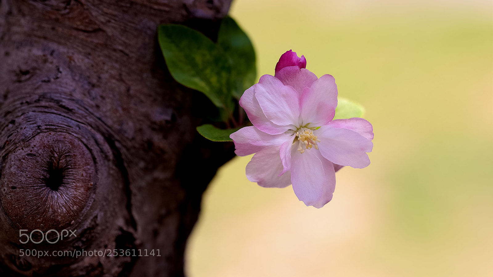 Canon EOS-1D X Mark II sample photo. Untitled photography