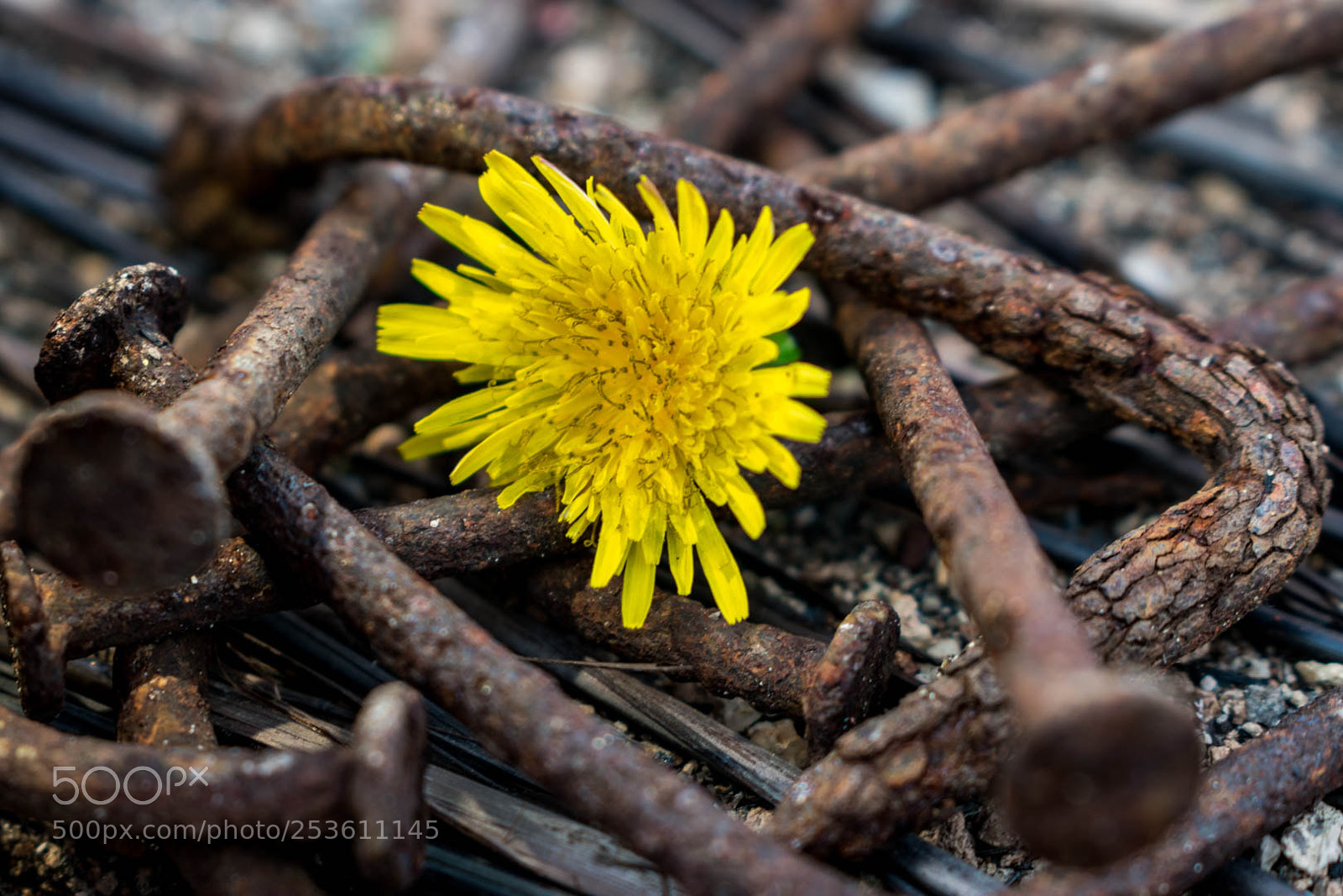 Nikon D3400 sample photo. Rusted flower photography