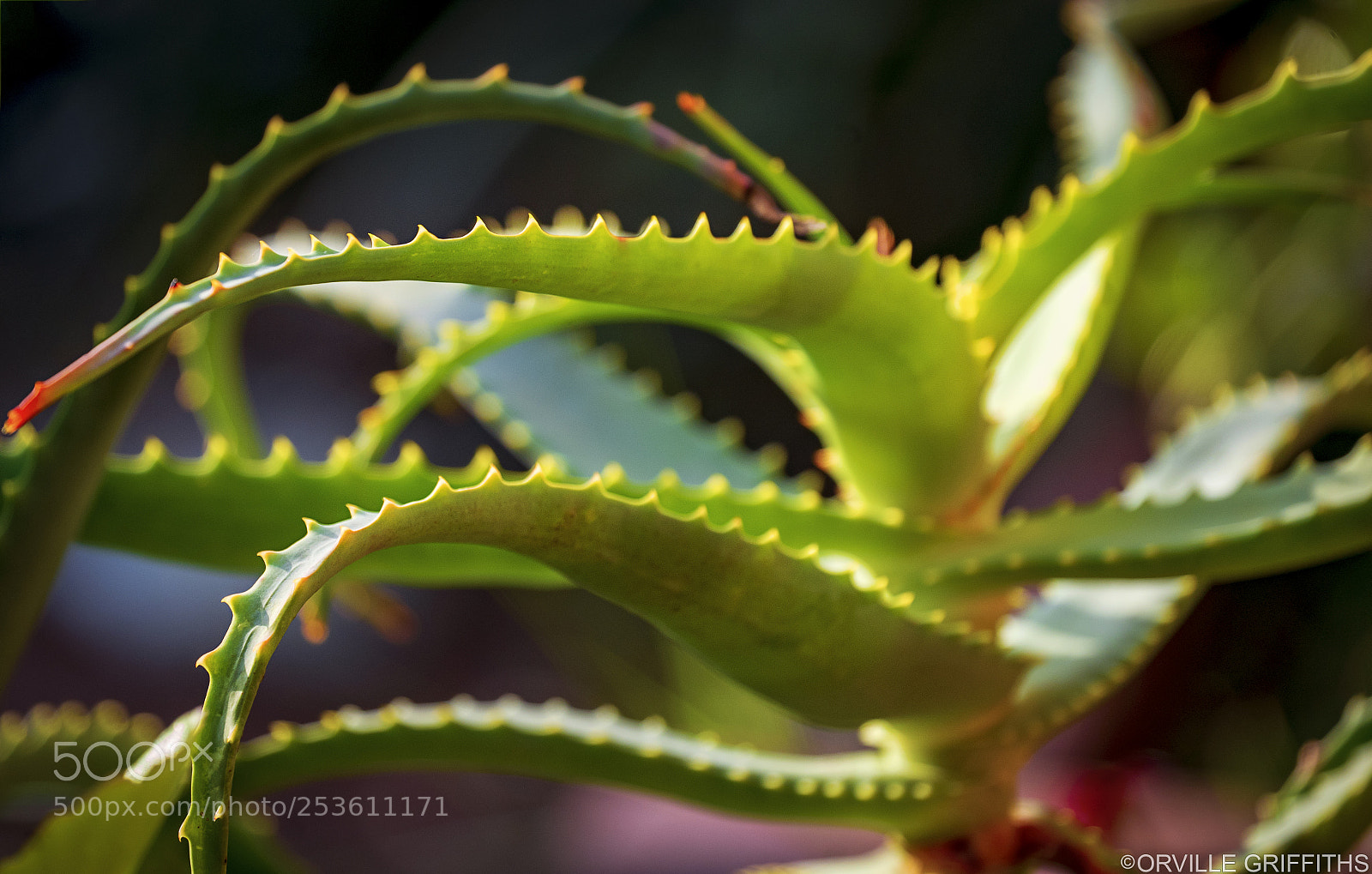 Sony a9 sample photo. **tentacles** photography