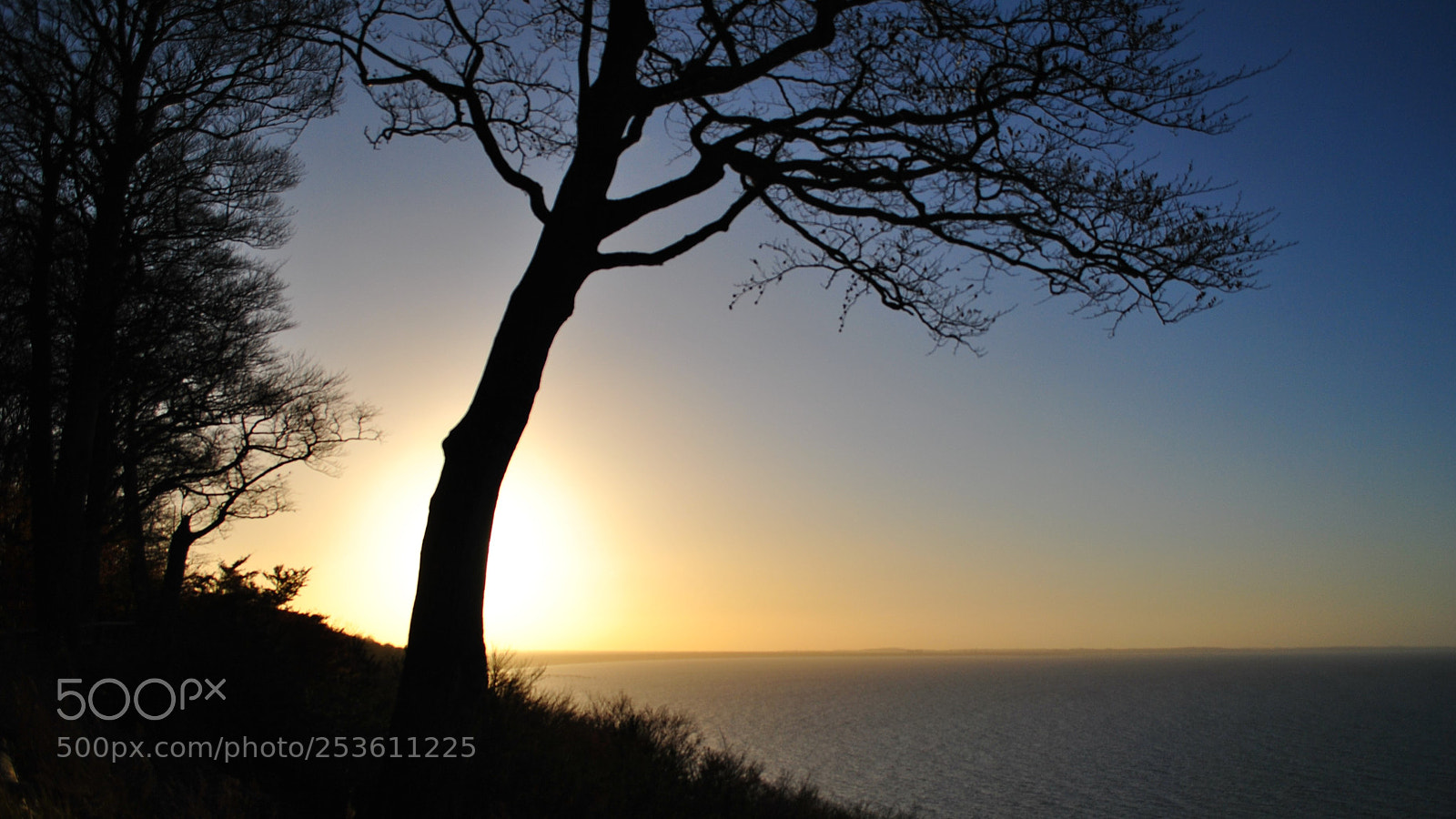 Nikon D3000 sample photo. Tree in the sunset photography