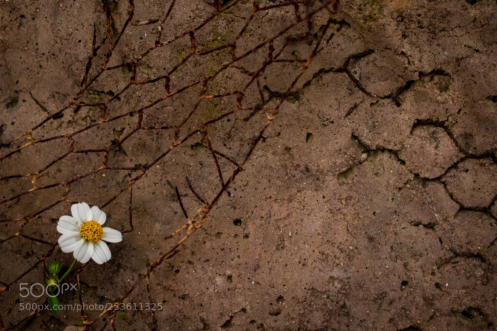 Nikon D3400 sample photo. Rubble flower photography