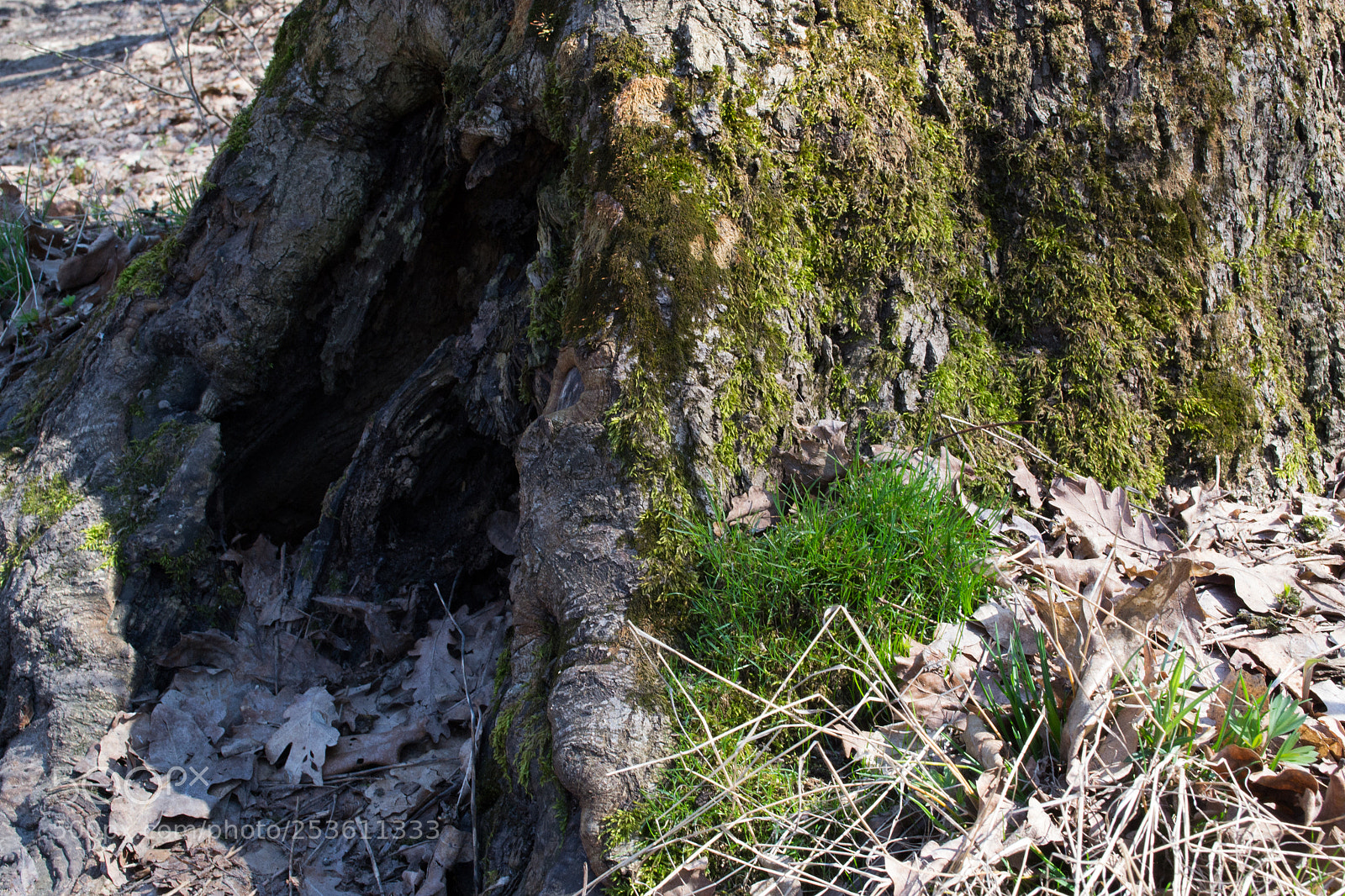 Nikon D3100 sample photo. Spring stump photography