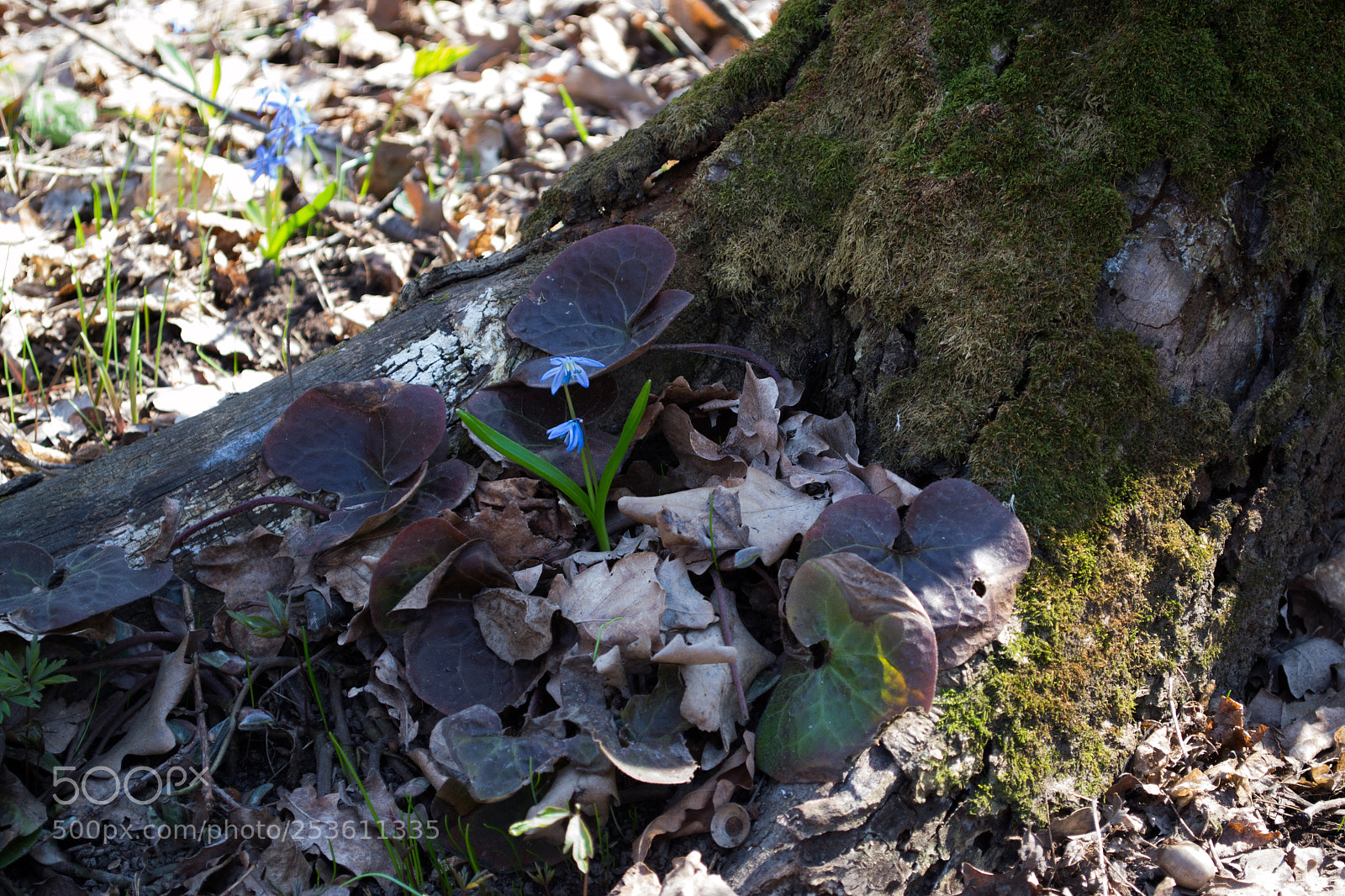 Nikon D3100 sample photo. Flowering stump photography