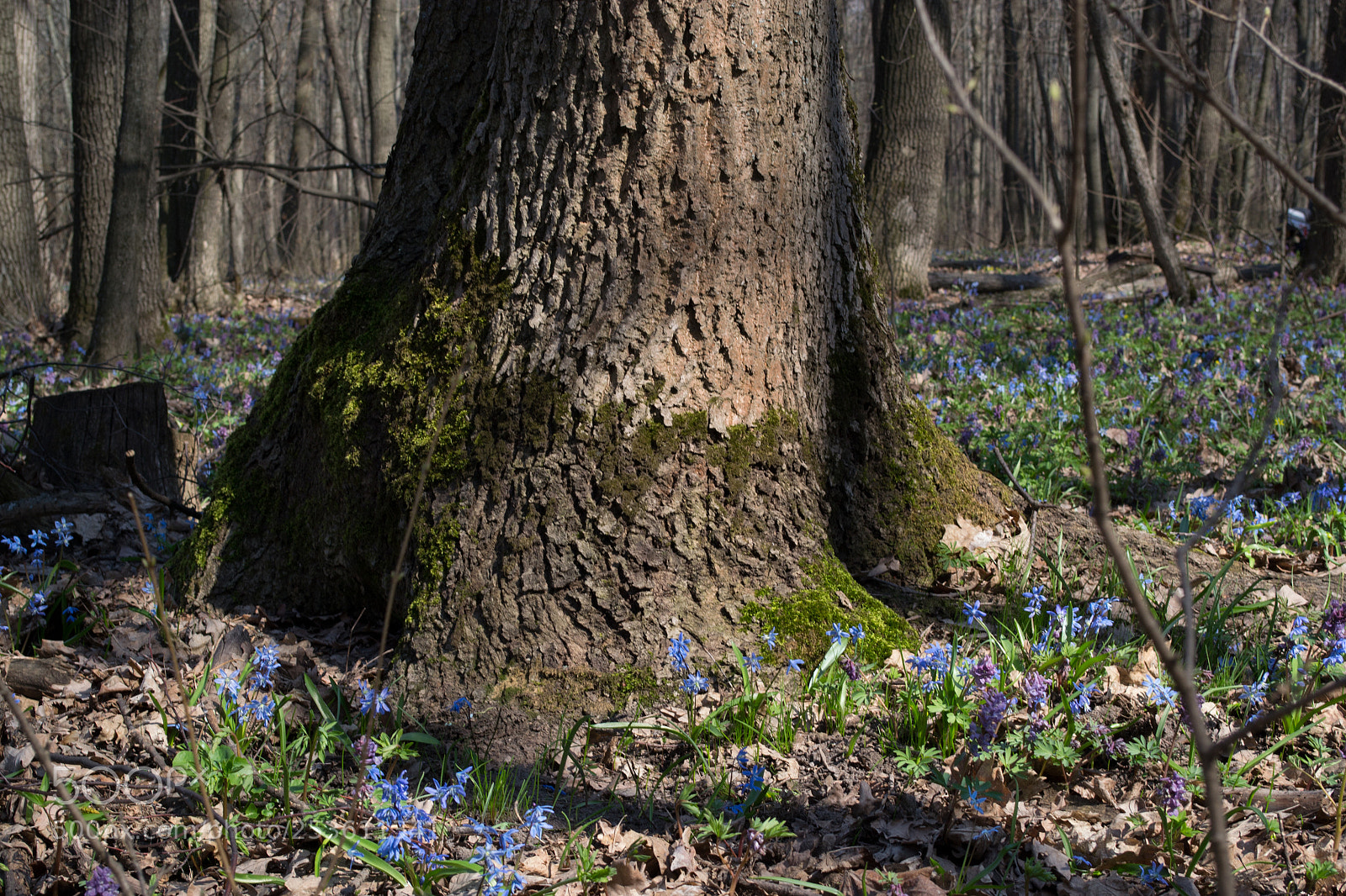 Nikon D3100 sample photo. Spring tree photography