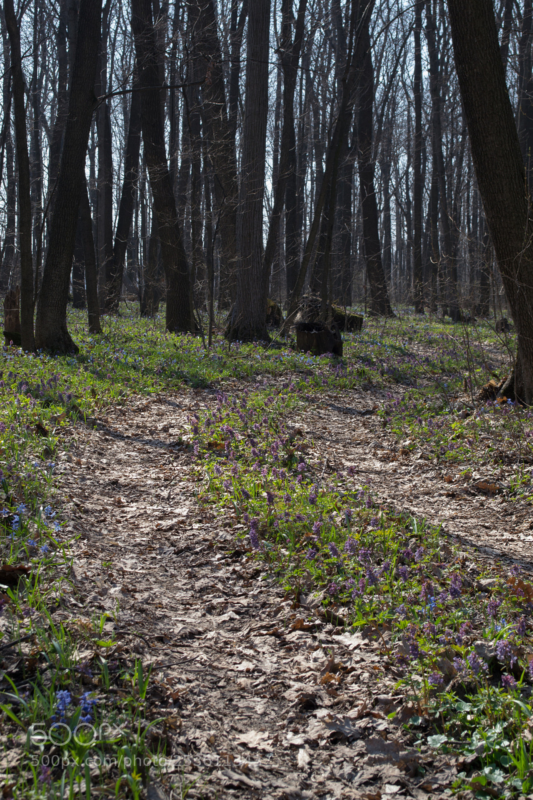 Nikon D3100 sample photo. Flower road photography