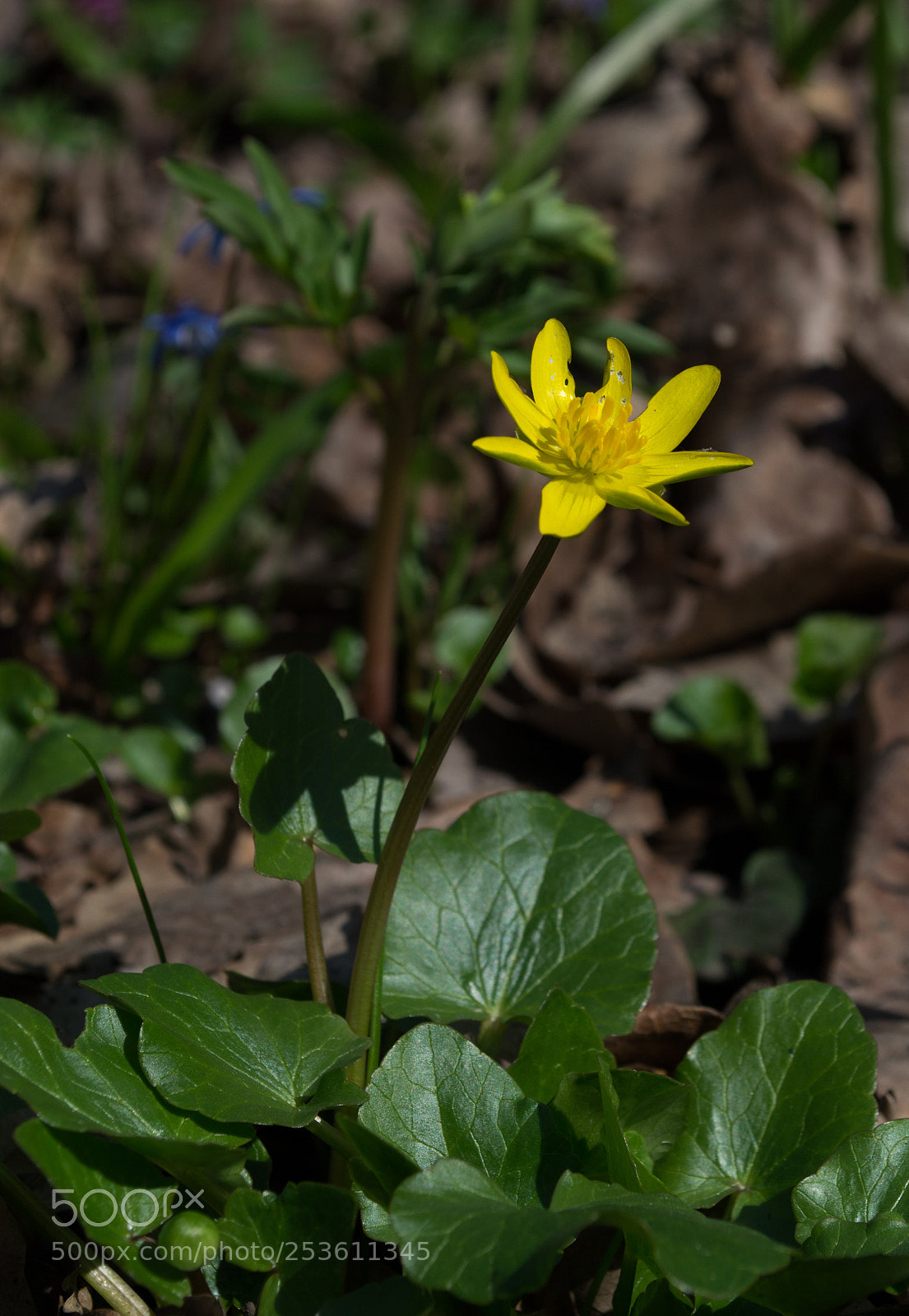 Nikon D3100 sample photo. Primrose photography