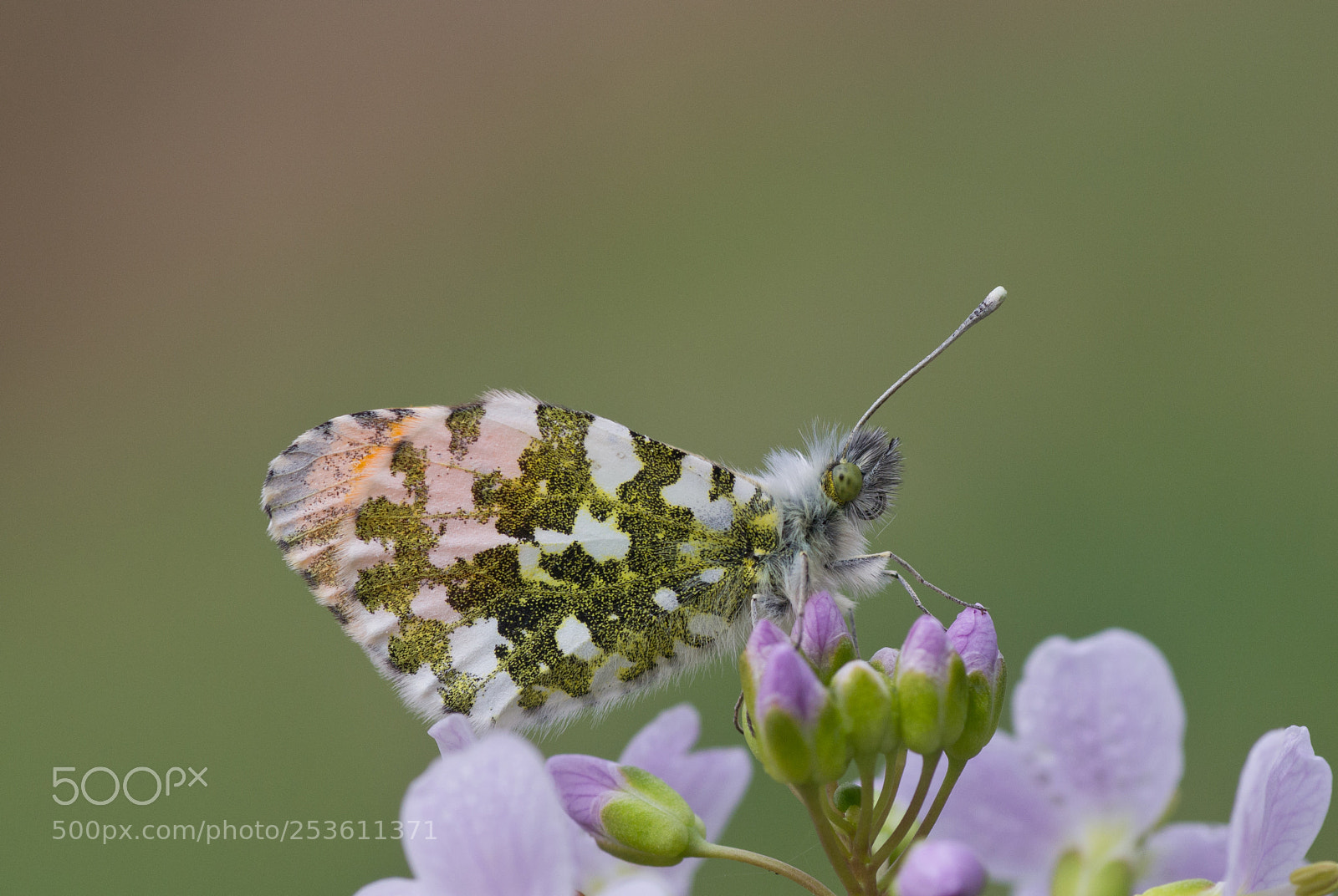 Nikon D3100 sample photo. Oranjetipje (anthocharis cardamines) photography