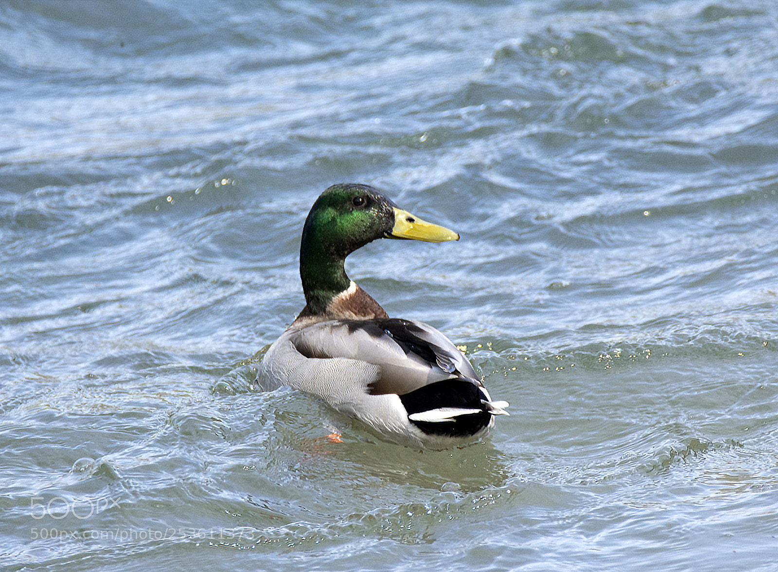 Nikon D7100 sample photo. Castaway photography